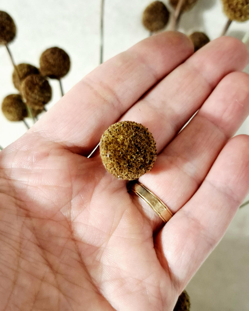 Dried Craspedia Stems Light Brown (Billy Buttons), Natural Dried Flowers, Floristry Supply, DIY, Home Decor, 15 Stems