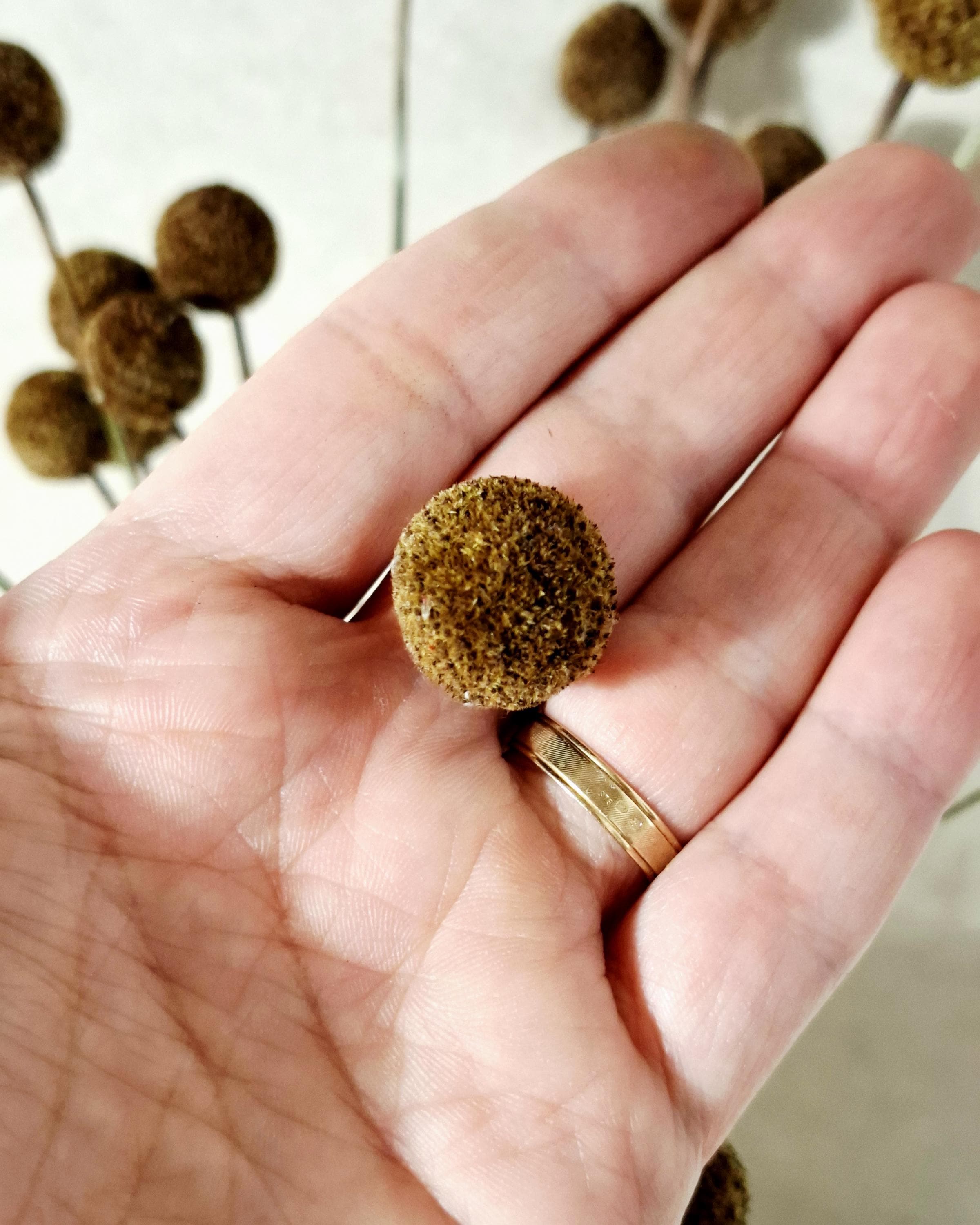 Dried Craspedia Stems Light Brown (Billy Buttons), Natural Dried Flowers, Floristry Supply, DIY, Home Decor, 15 Stems