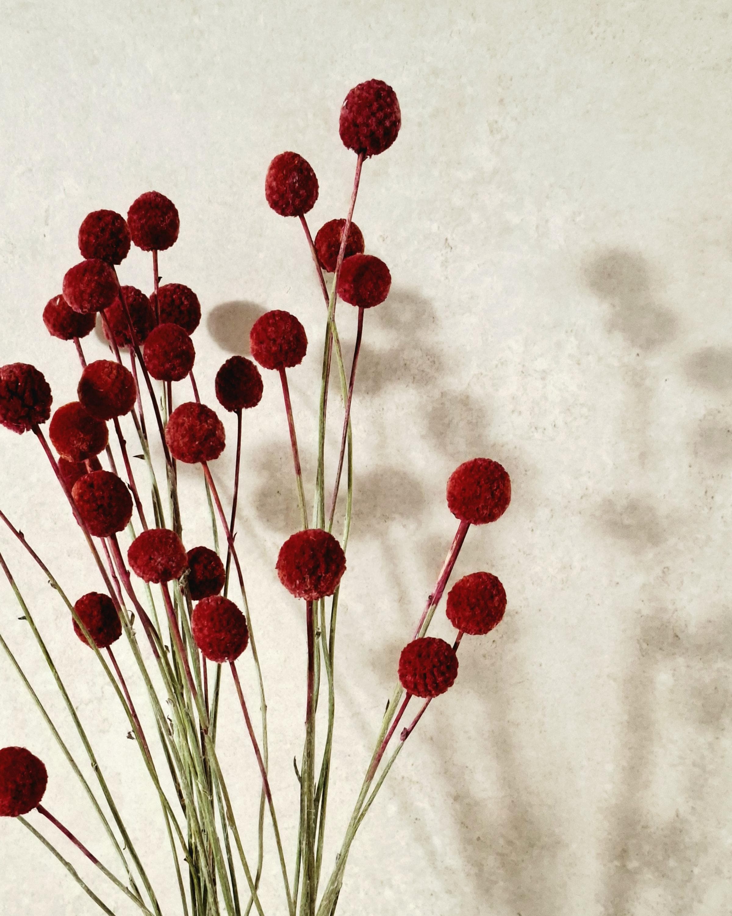 Dried Craspedia Stems Red (Billy Buttons), Dyed Dried Flowers, Floristry Supply, DIY Craft, Home Decor, 15 Stems