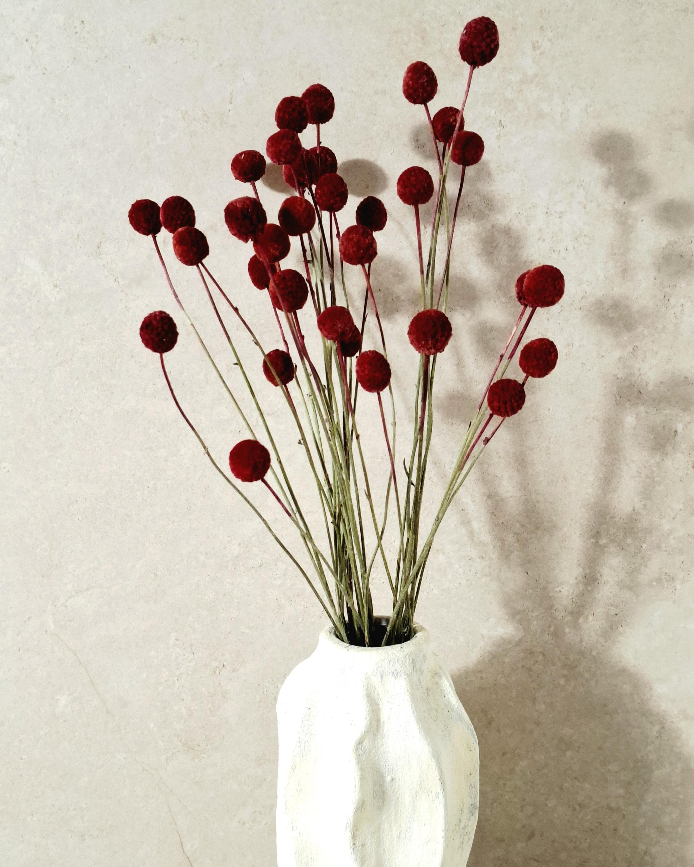 Dried Craspedia Stems Red (Billy Buttons), Dyed Dried Flowers, Floristry Supply, DIY Craft, Home Decor, 15 Stems