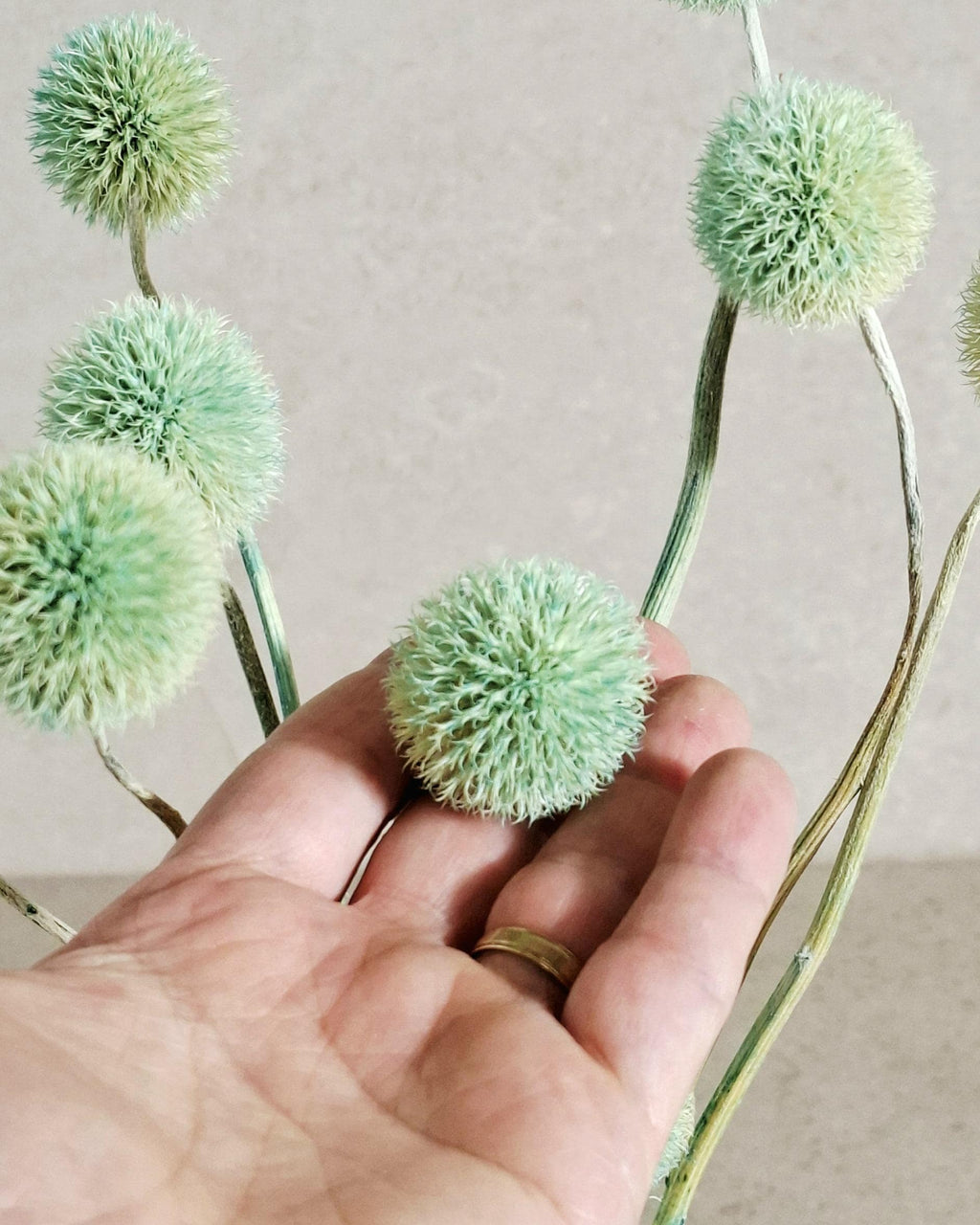Dried Allium Stems Mint Green | Decorative Floral Material | Florist Supply | DIY Craft Flowers | Natural Style Decor