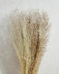 Tall Rice Grass Bundle |Dried Pampas Style Grass | Beige Brown Natural Bundle | Boho Decor | Wedding Arrangement | Rustic Home Accent