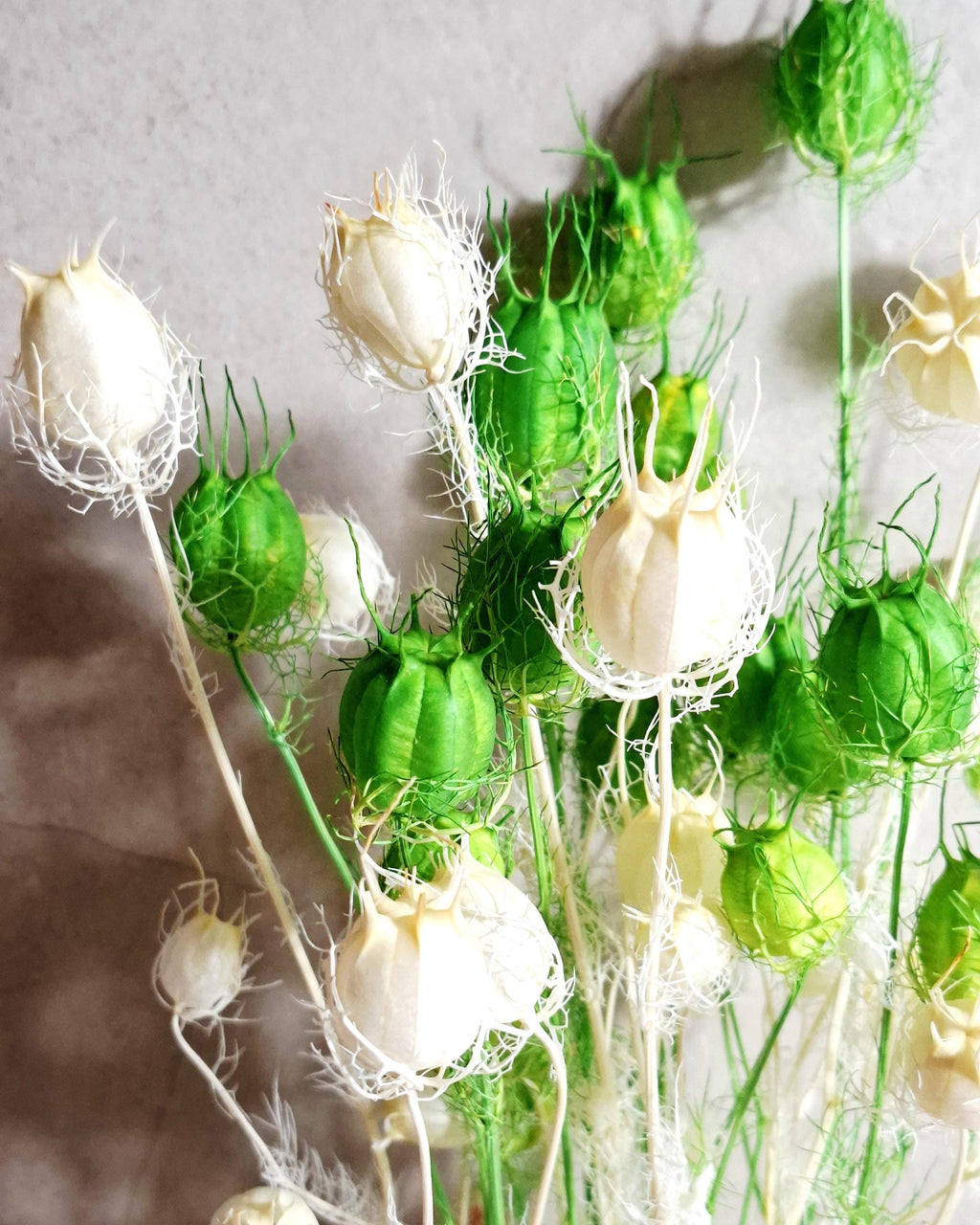 Dried Nigella Pods White Green Mix / Natural Nigella Stems / Botanical Floral Supply / DIY Craft Flowers / Rustic Decor