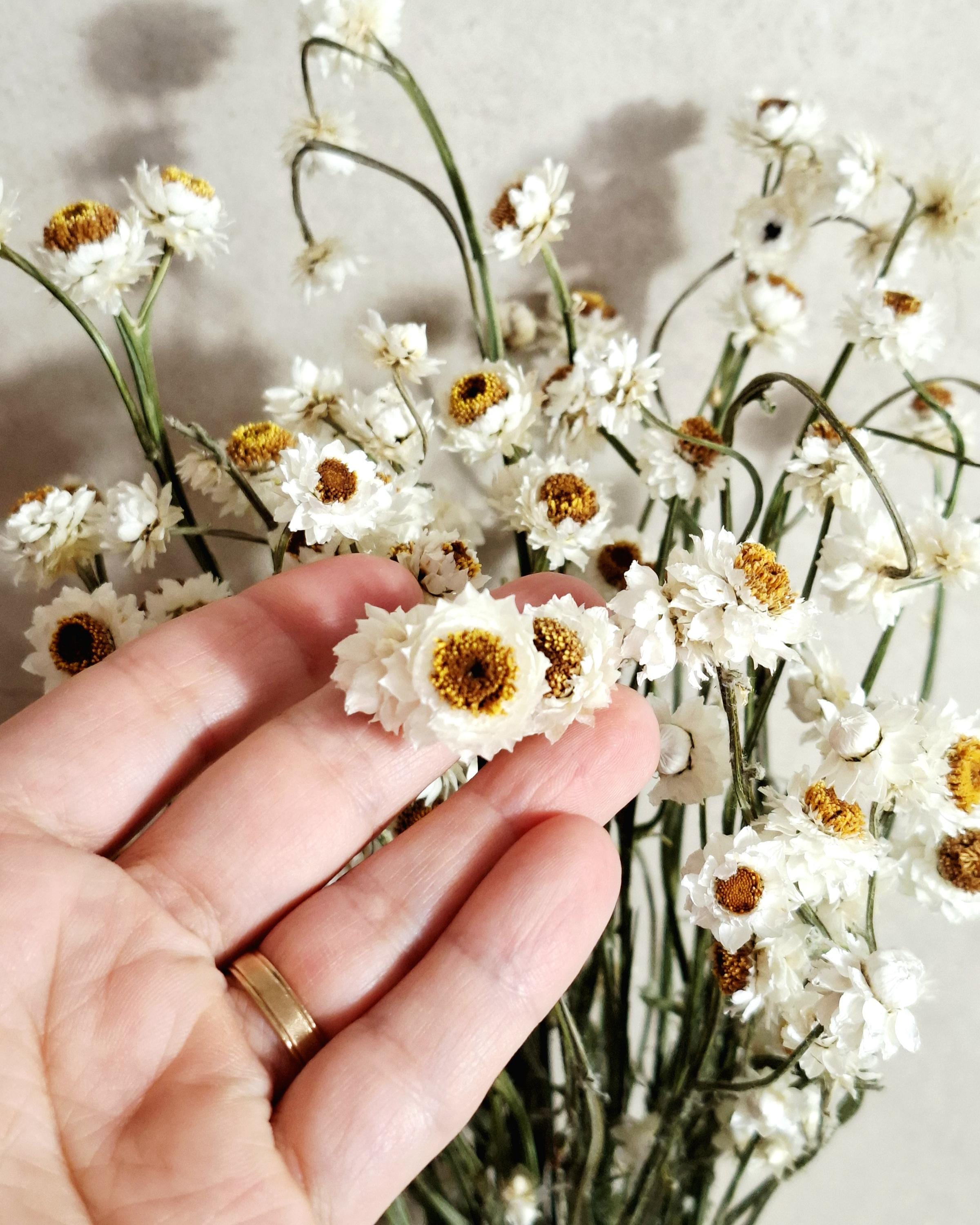 White Stabilized Ammobium Bouquet Dried Flower Bouquet, Minimalist Home Decor, Natural Flowers, Wedding Bouquet