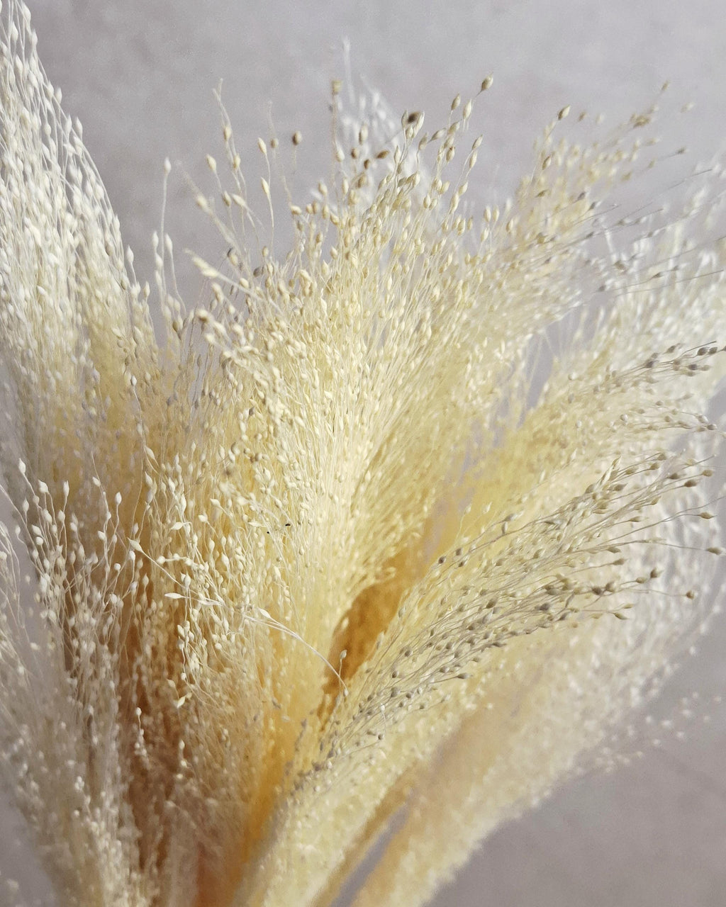 Bleached Panicum Stems, Dried Flowers for Crafts, Mini Bouquet Making, White Panicum, Dried Floral Supply, DIY Projects
