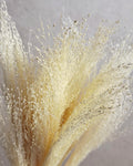 Bleached Panicum Stems, Dried Flowers for Crafts, Mini Bouquet Making, White Panicum, Dried Floral Supply, DIY Projects