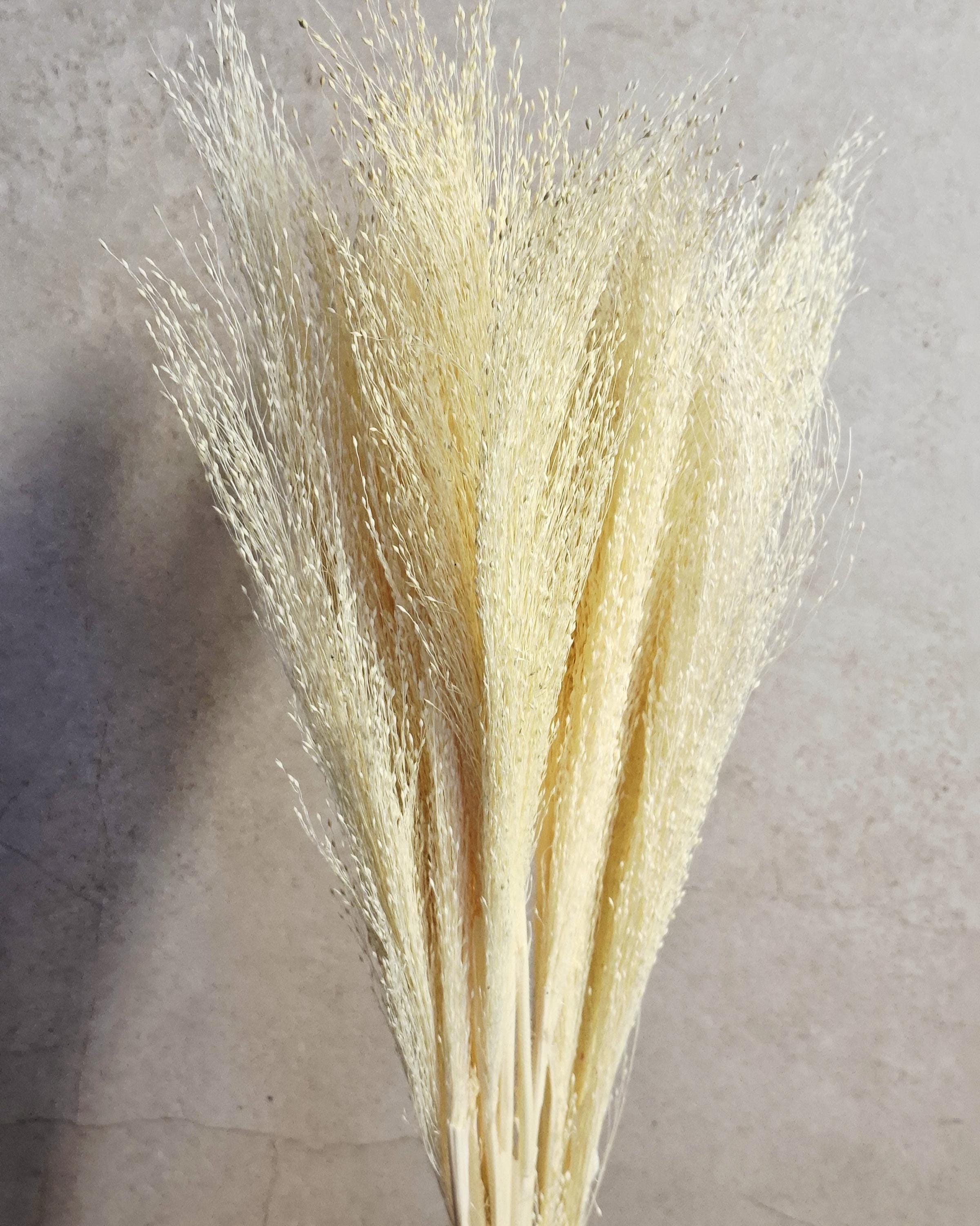 Bleached Panicum Stems, Dried Flowers for Crafts, Mini Bouquet Making, White Panicum, Dried Floral Supply, DIY Projects