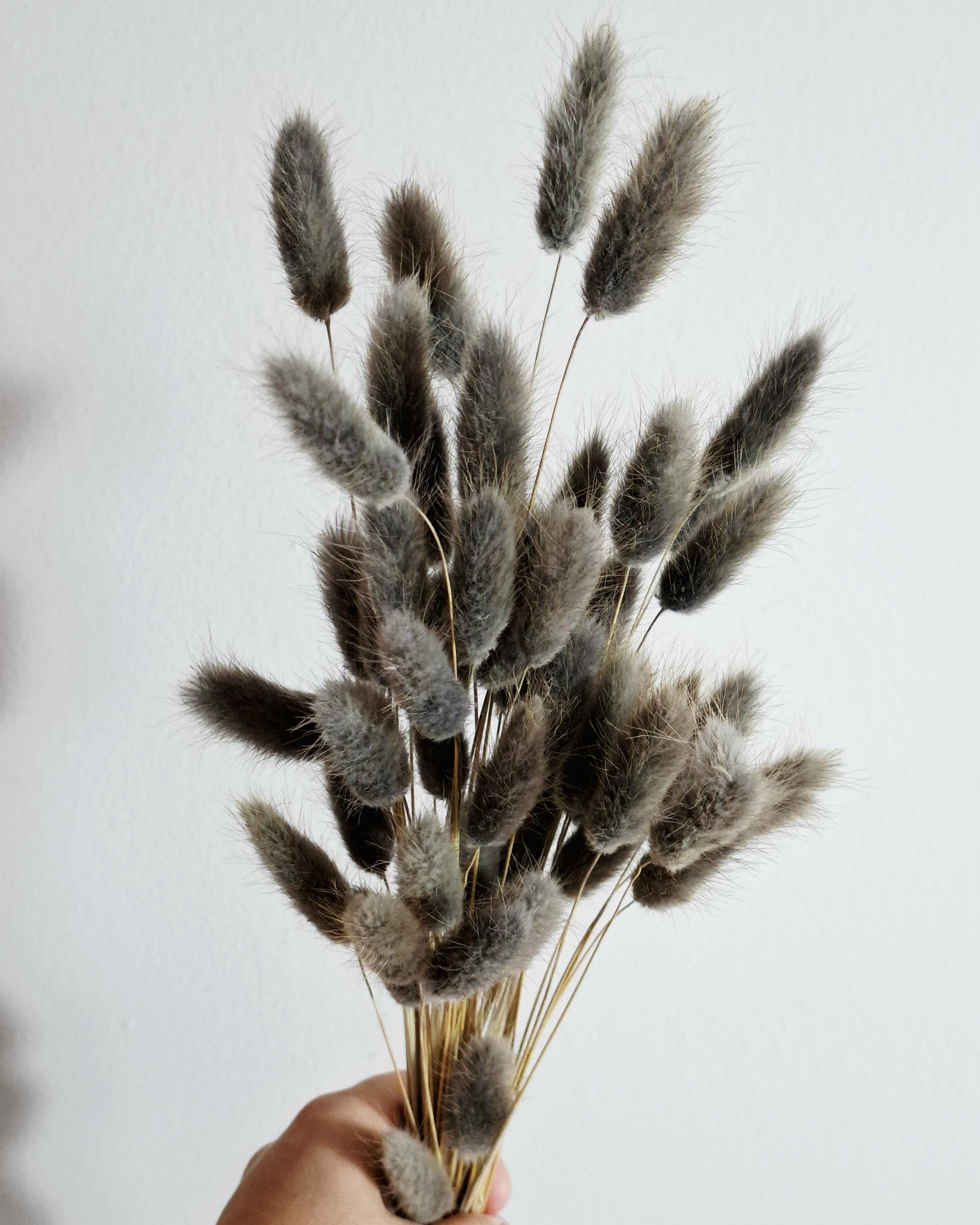 Dark Grey Lagurus Stems, Bunny Tail Grass, Dried Flowers for Crafts, DIY Floral Supply, Mini Bouquets, Card Making Decor