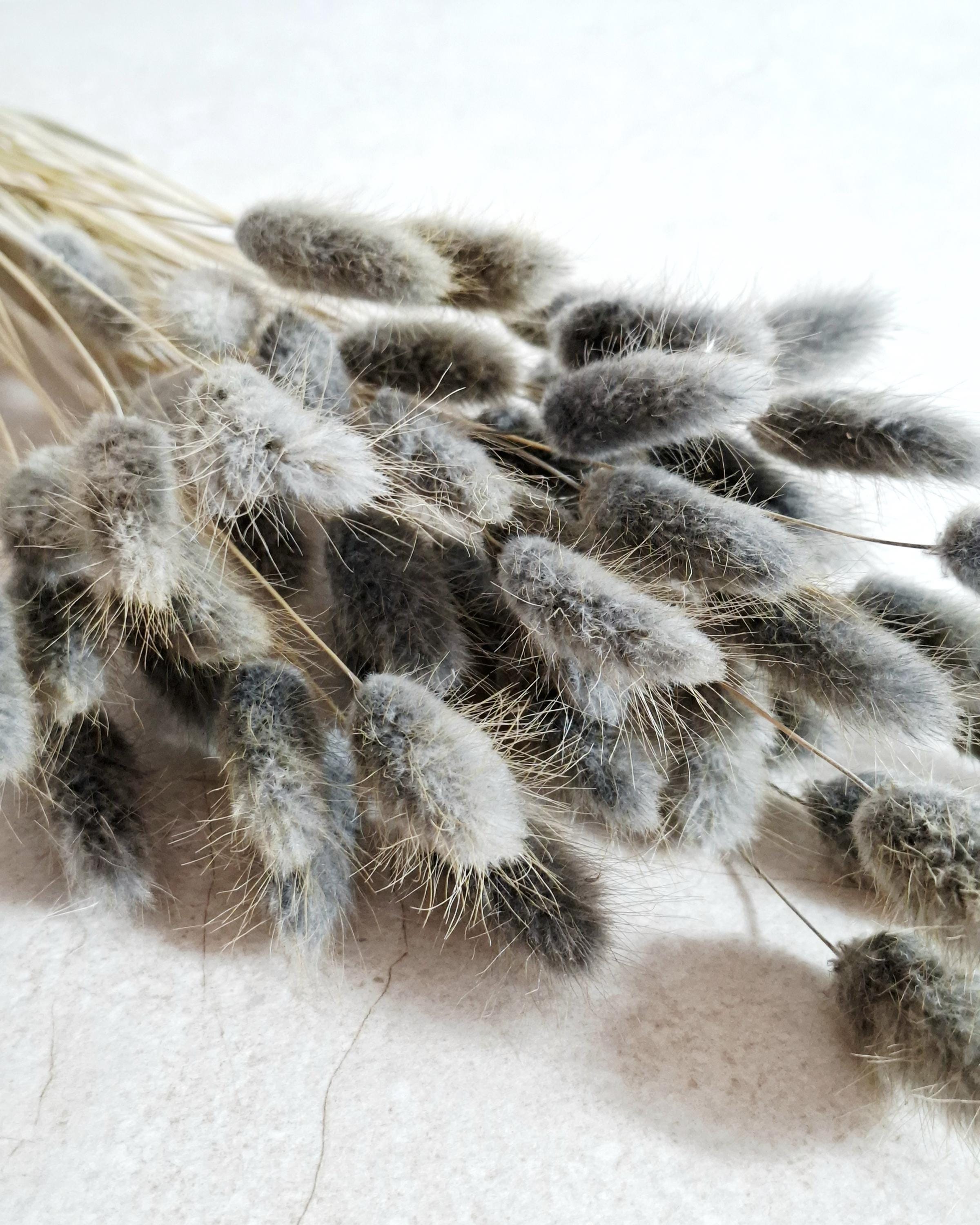 Dark Grey Lagurus Stems, Bunny Tail Grass, Dried Flowers for Crafts, DIY Floral Supply, Mini Bouquets, Card Making Decor