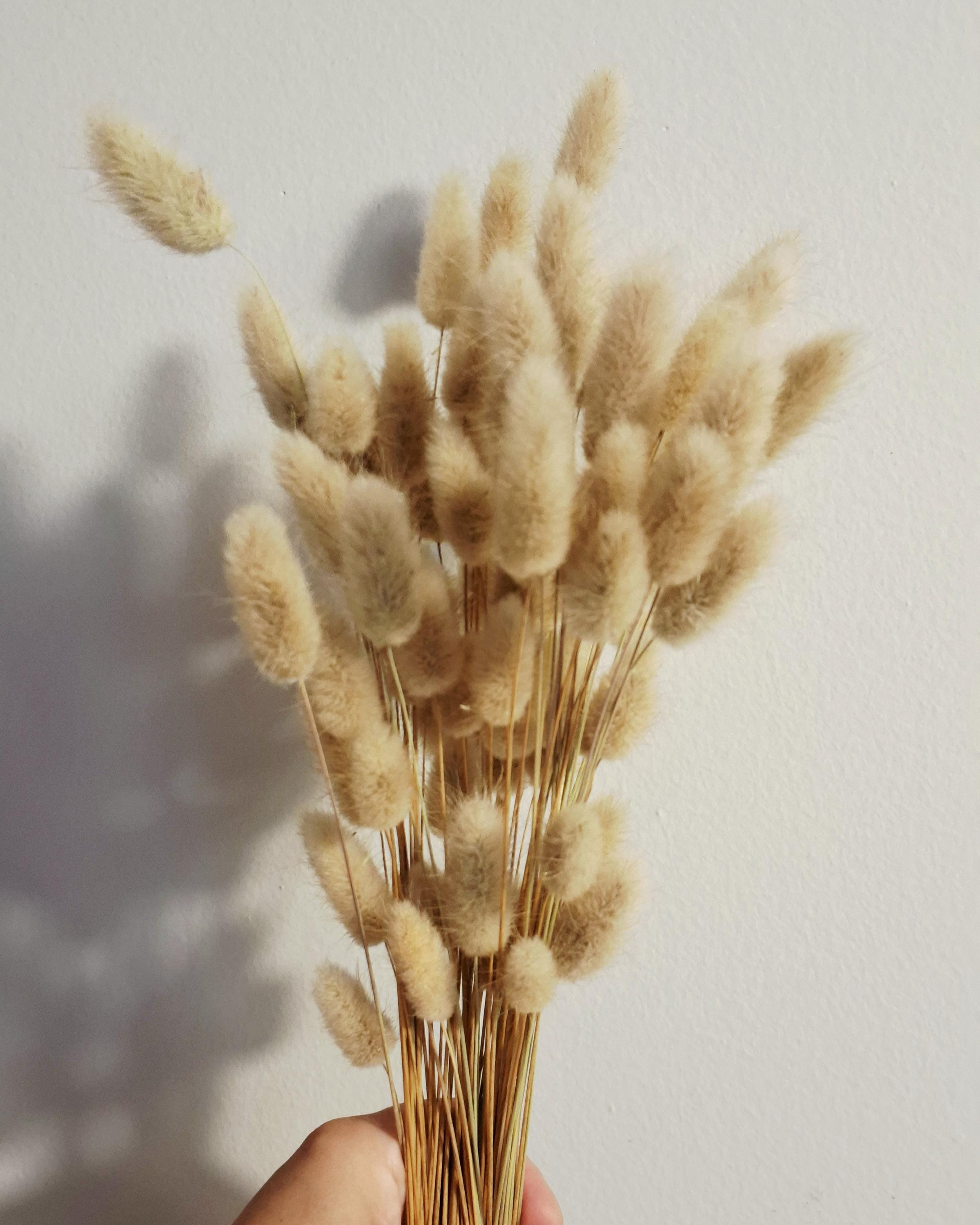 Natural Beige Lagurus Stems, Bunny Tail Grass, Dried Flowers for Crafts, DIY Floral Supply, Mini Bouquets, Card Making Decor