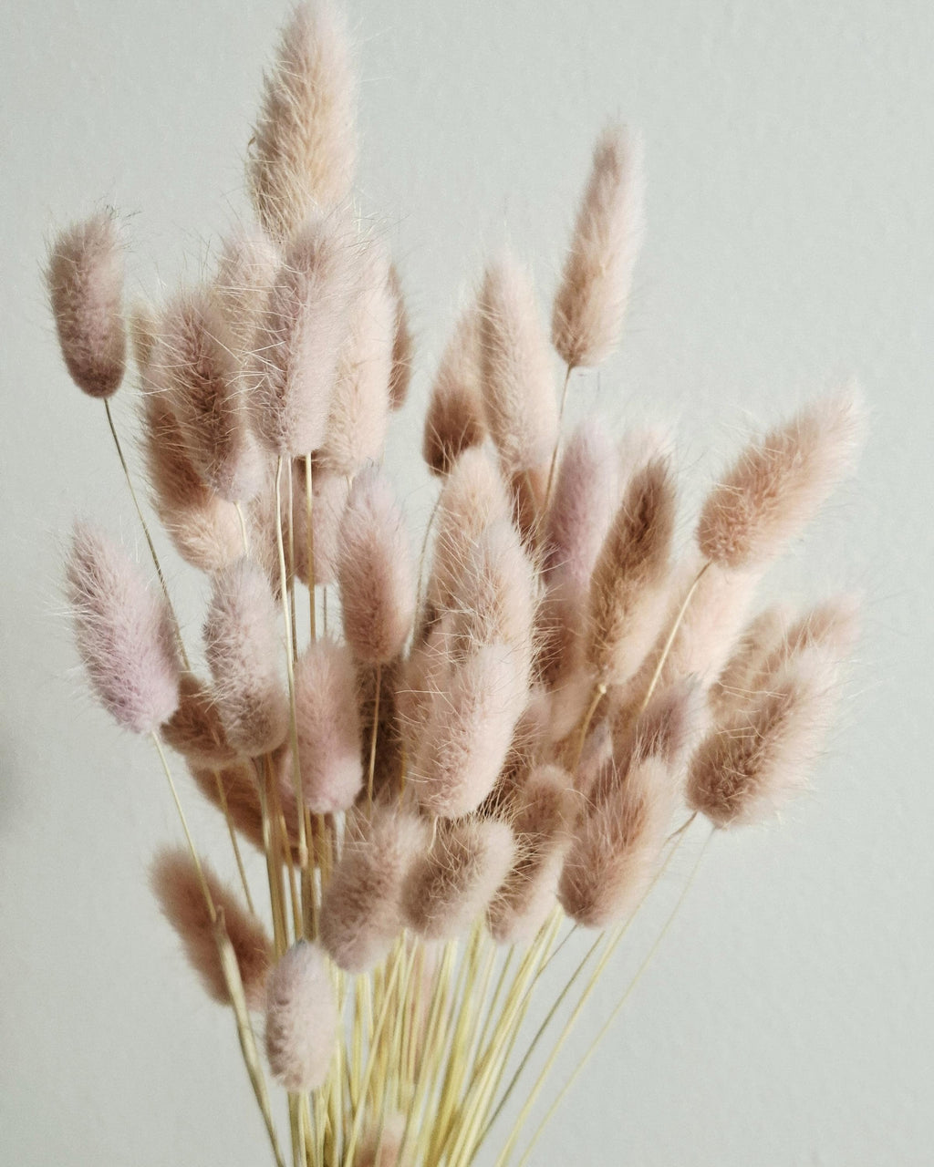 Dried Lagurus Pink Bunny Tail Grass 45–50 cm, Soft Blush Dried Flowers, Natural Home Decor, Wedding Florals, DIY Bouquet