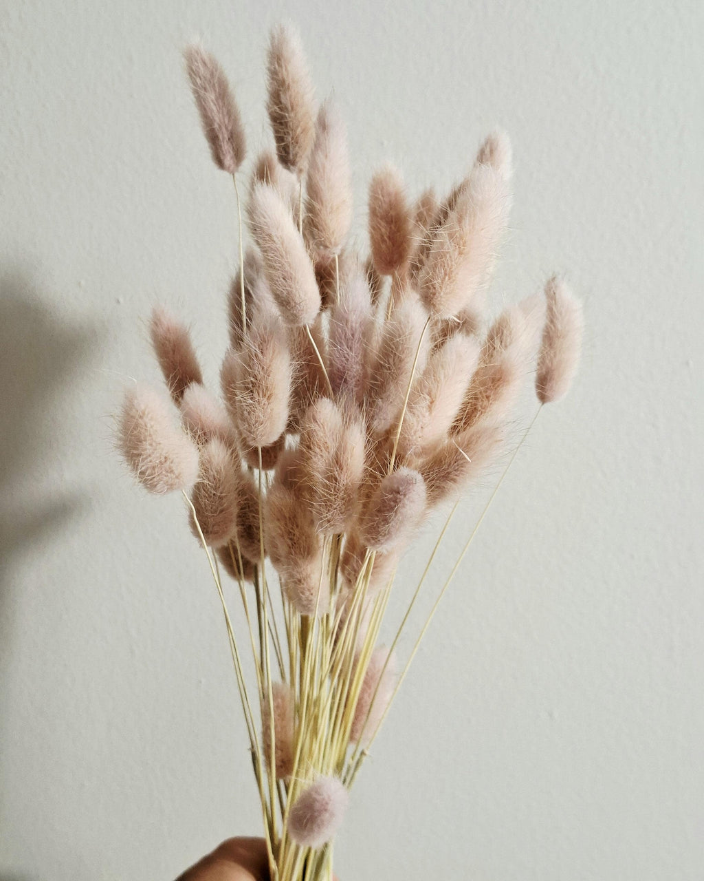 Dried Lagurus Pink Bunny Tail Grass 45–50 cm, Soft Blush Dried Flowers, Natural Home Decor, Wedding Florals, DIY Bouquet