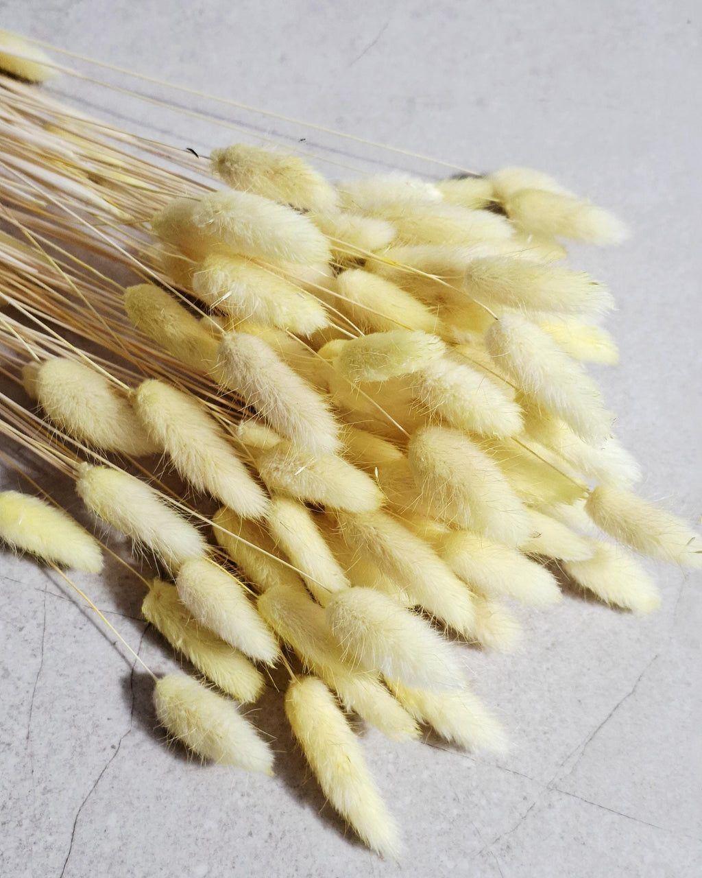Yellow Lagurus Stems, Dried Bunny Tail Grass, Pastel Dried Flowers, Bulk Floral Supply, DIY Craft Flowers, Spring Wedding Decor