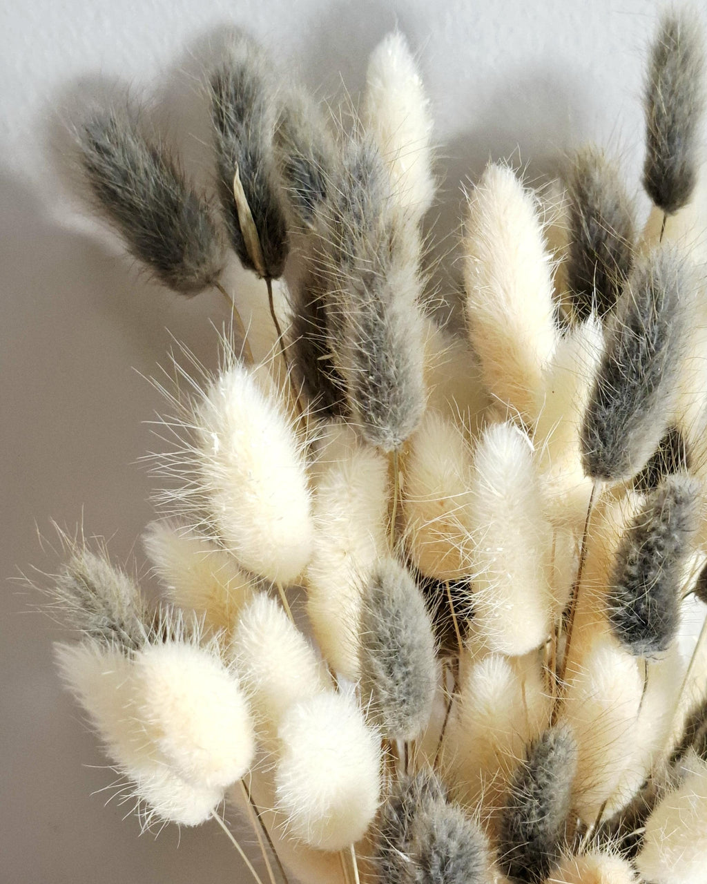 Neutral Lagurus Stems Mix, Cream and Grey Bunny Tails, Dried Flowers Bulk, Minimalist Floral Supply, Boho Decor Stems, DIY Arrangement