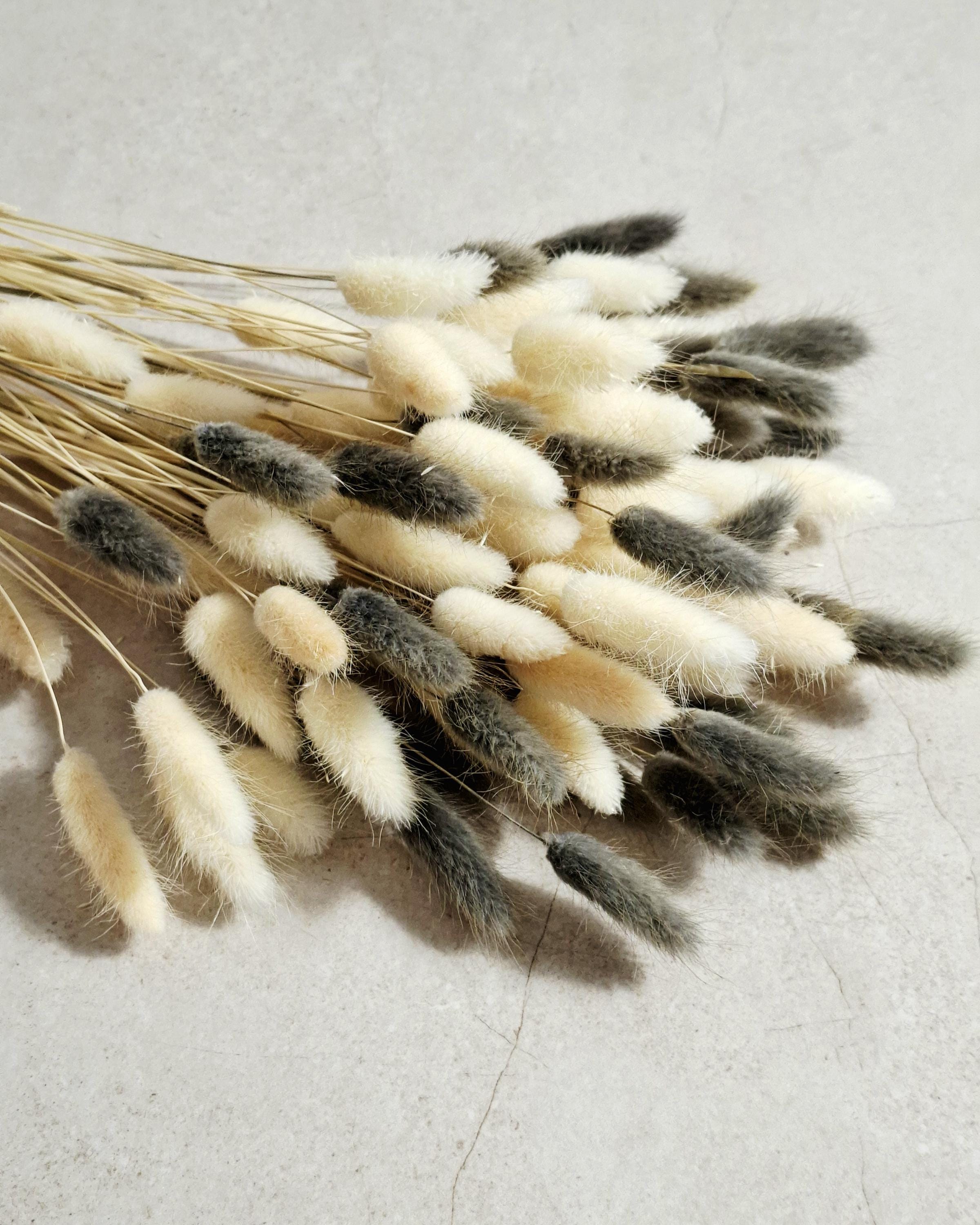 Neutral Lagurus Stems Mix, Cream and Grey Bunny Tails, Dried Flowers Bulk, Minimalist Floral Supply, Boho Decor Stems, DIY Arrangement