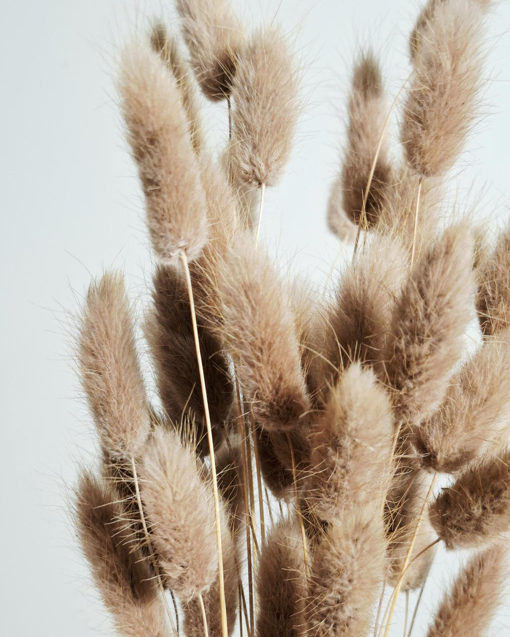 Dried Lagurus Bunny Tails Beige Caramel | Dyed Lagurus Stems | 45-50 cm | Natural Decor
