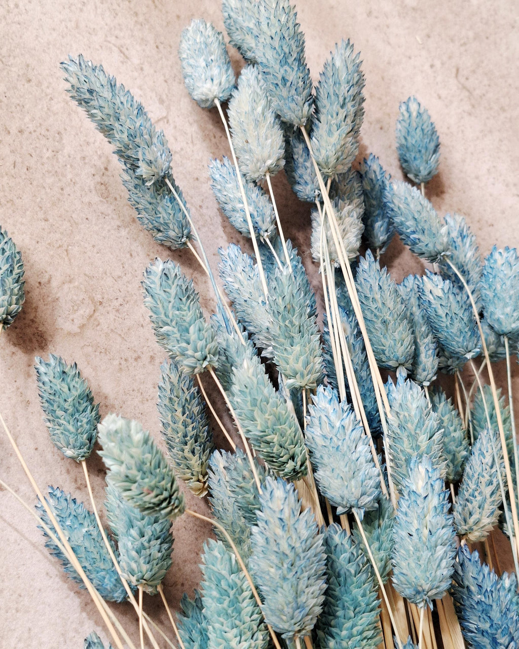 Dusty Blue Phalaris Dried Flowers 55–60 cm | Blue Phalaris Grass | Natural Dried Flowers | Floral Decor | Wedding Decor