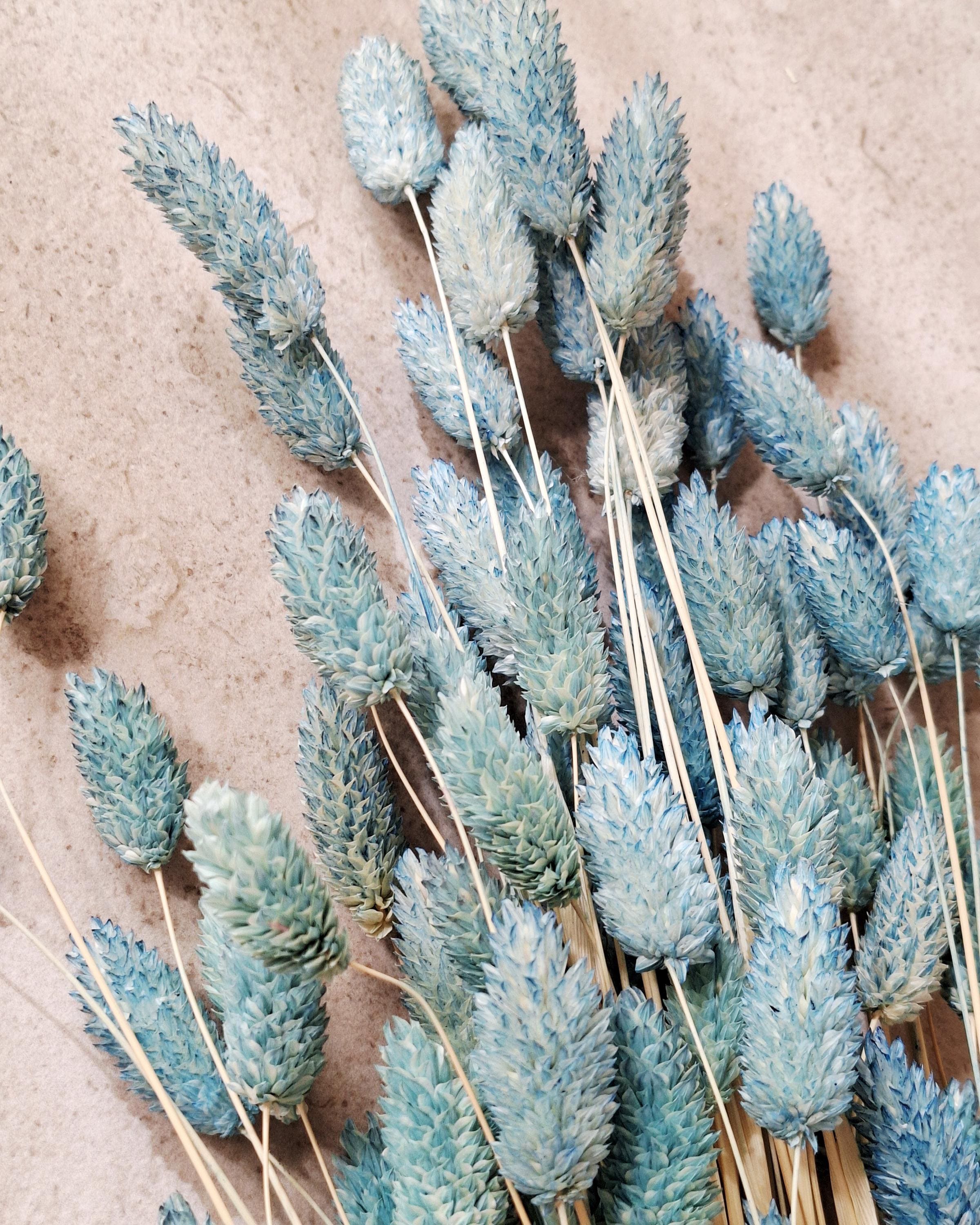 Dusty Blue Phalaris Dried Flowers 55–60 cm | Blue Phalaris Grass | Natural Dried Flowers | Floral Decor | Wedding Decor