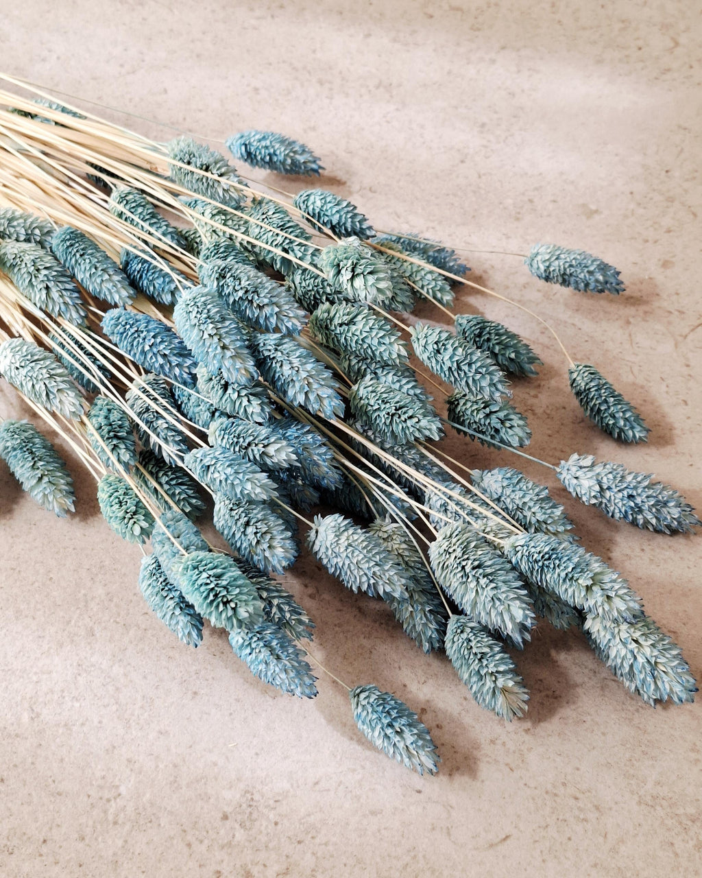 Dusty Blue Phalaris Dried Flowers 55–60 cm | Blue Phalaris Grass | Natural Dried Flowers | Floral Decor | Wedding Decor