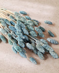 Dusty Blue Phalaris Dried Flowers 55–60 cm | Blue Phalaris Grass | Natural Dried Flowers | Floral Decor | Wedding Decor