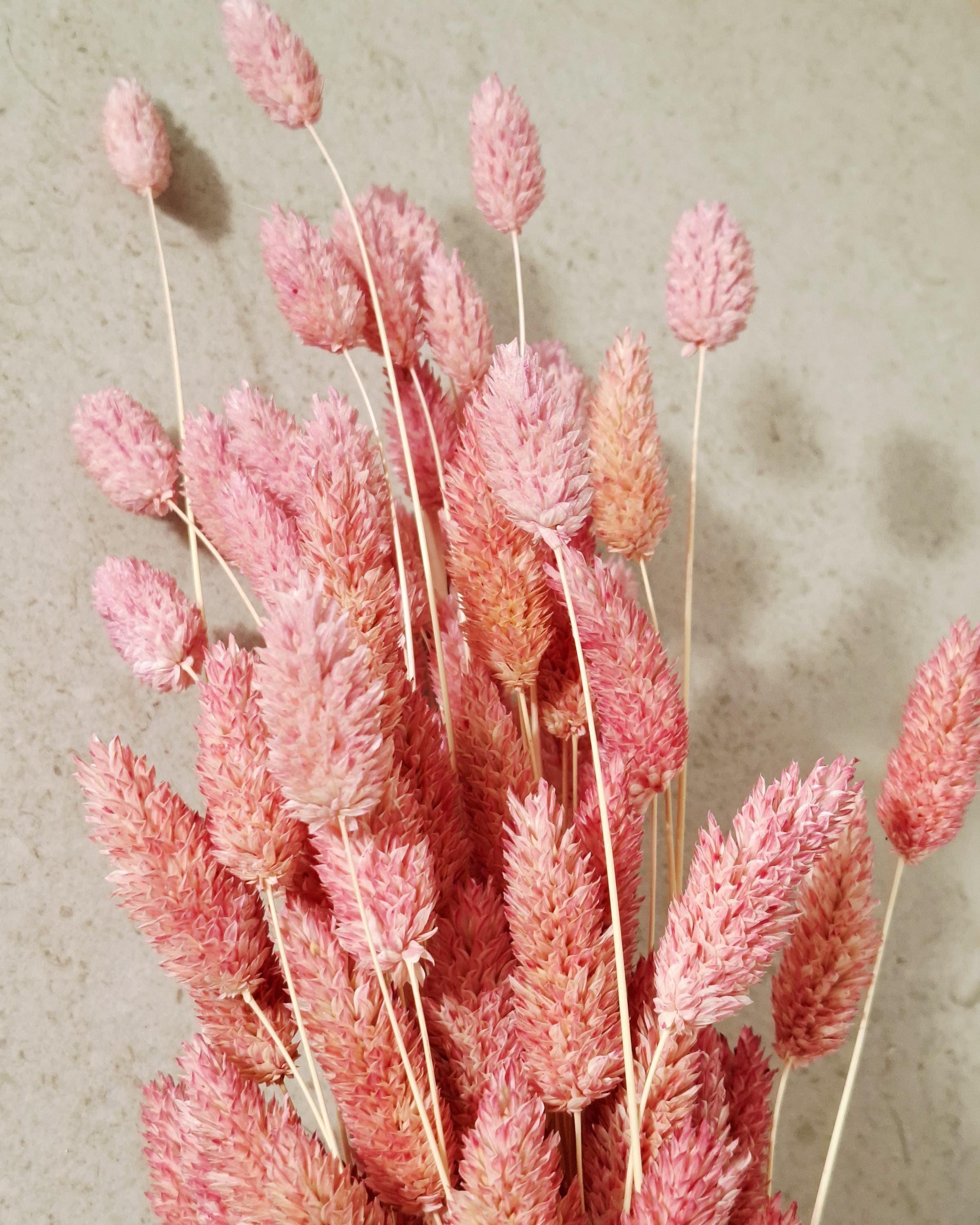 Dusty Pink Dried Phalaris | Muted Bunny Tail Grass | Boho Home Decor | Natural Vase Flowers | Wedding Floristry.