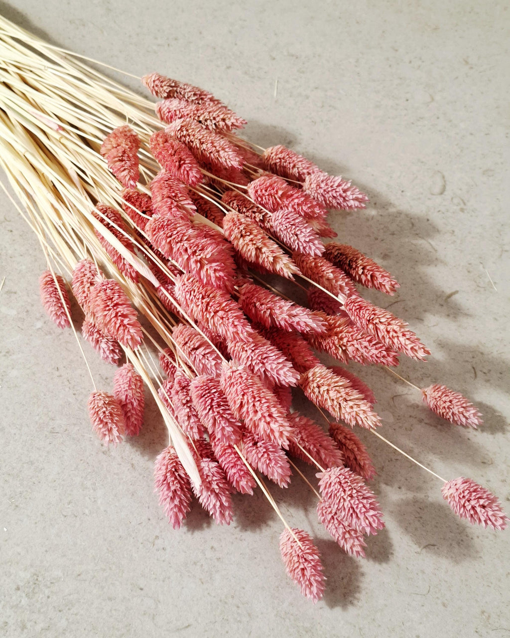 Dusty Pink Dried Phalaris | Muted Bunny Tail Grass | Boho Home Decor | Natural Vase Flowers | Wedding Floristry.