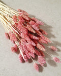 Dusty Pink Dried Phalaris | Muted Bunny Tail Grass | Boho Home Decor | Natural Vase Flowers | Wedding Floristry.