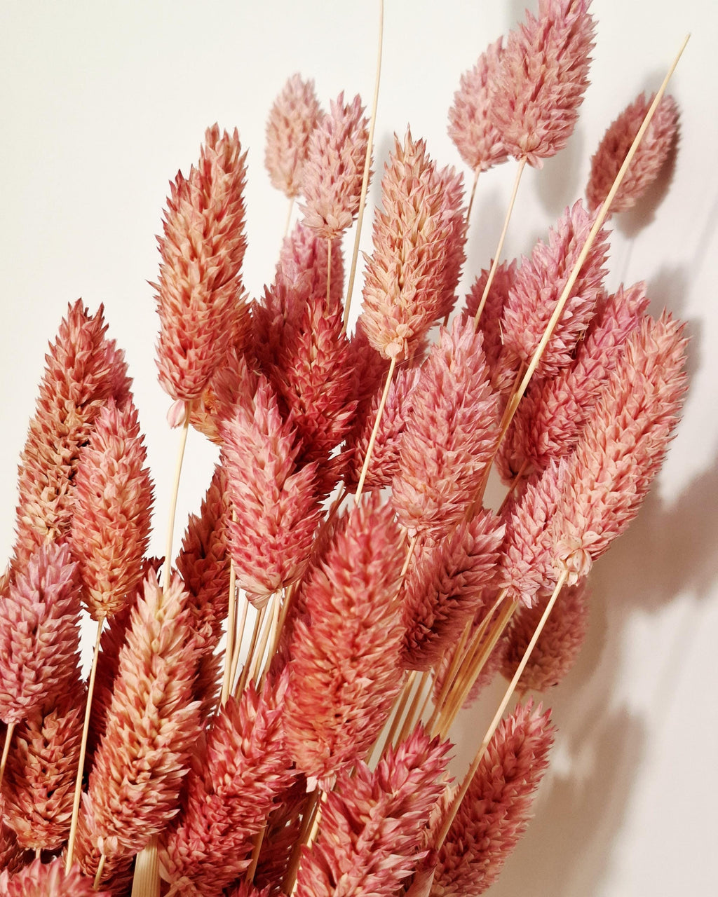 Dusty Pink Dried Phalaris | Muted Bunny Tail Grass | Boho Home Decor | Natural Vase Flowers | Wedding Floristry.