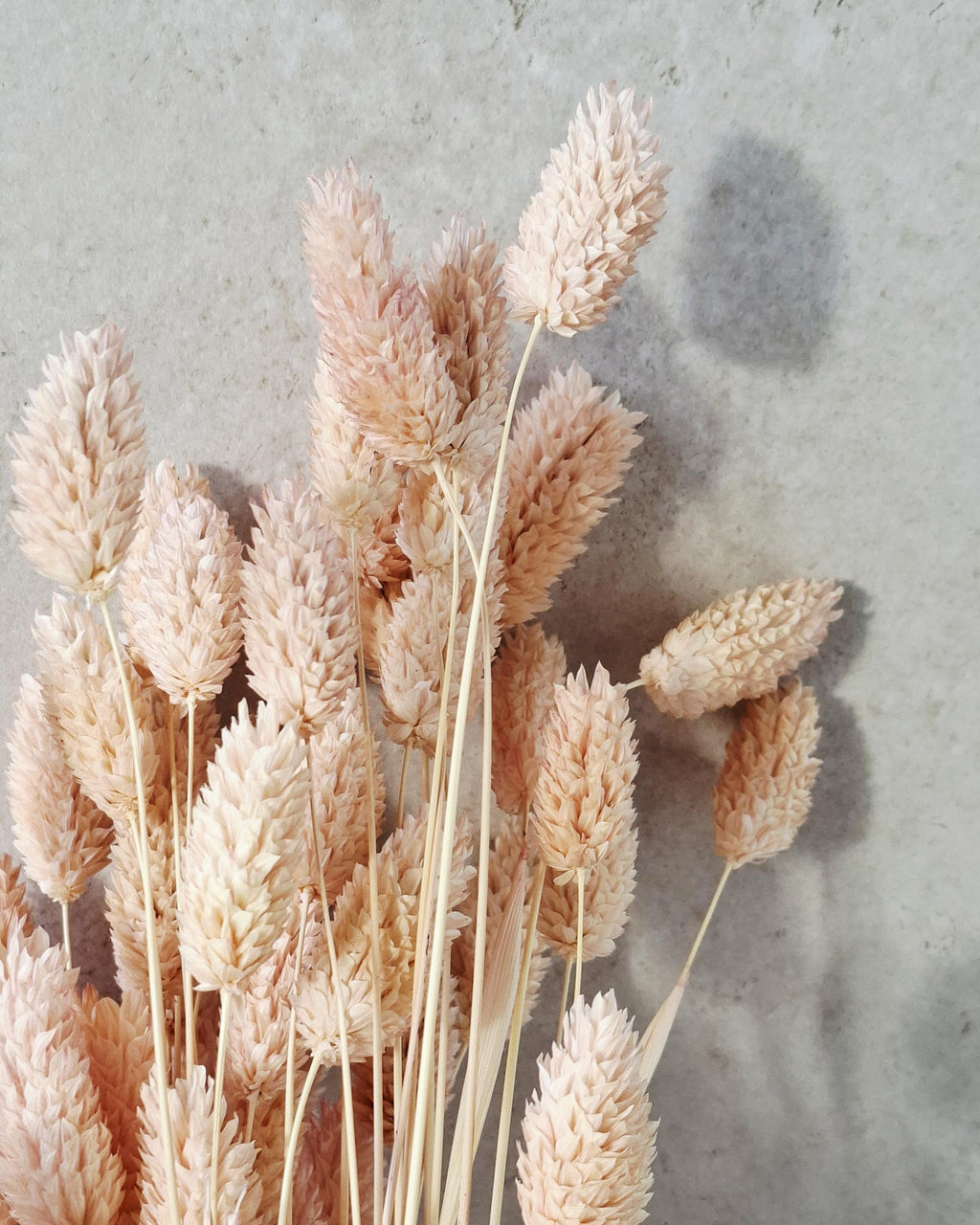 Light Pink Dried Phalaris 55–60 cm — Natural Dried Flowers for Vase, Wedding Decor, Rustic Home