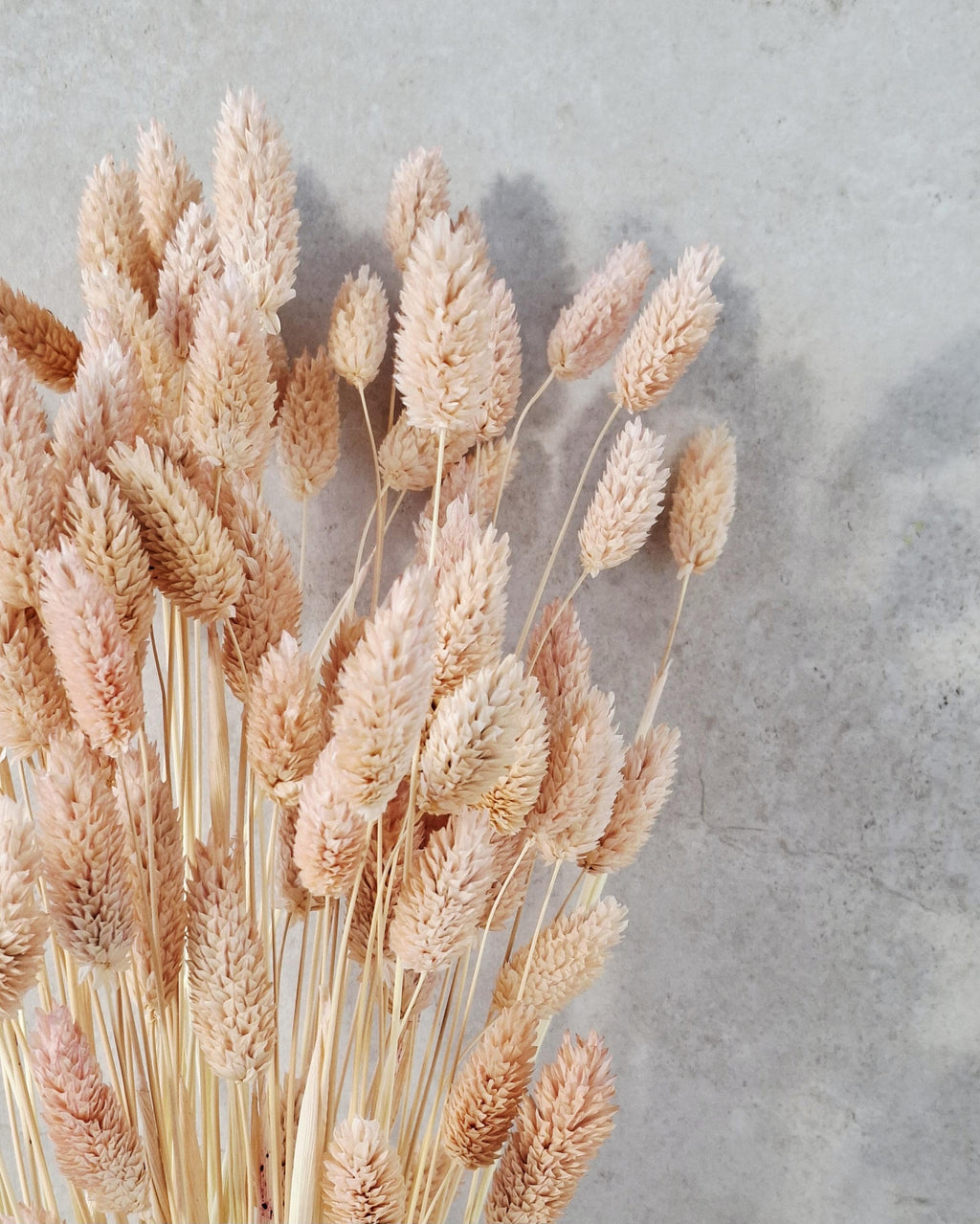 Light Pink Dried Phalaris 55–60 cm — Natural Dried Flowers for Vase, Wedding Decor, Rustic Home