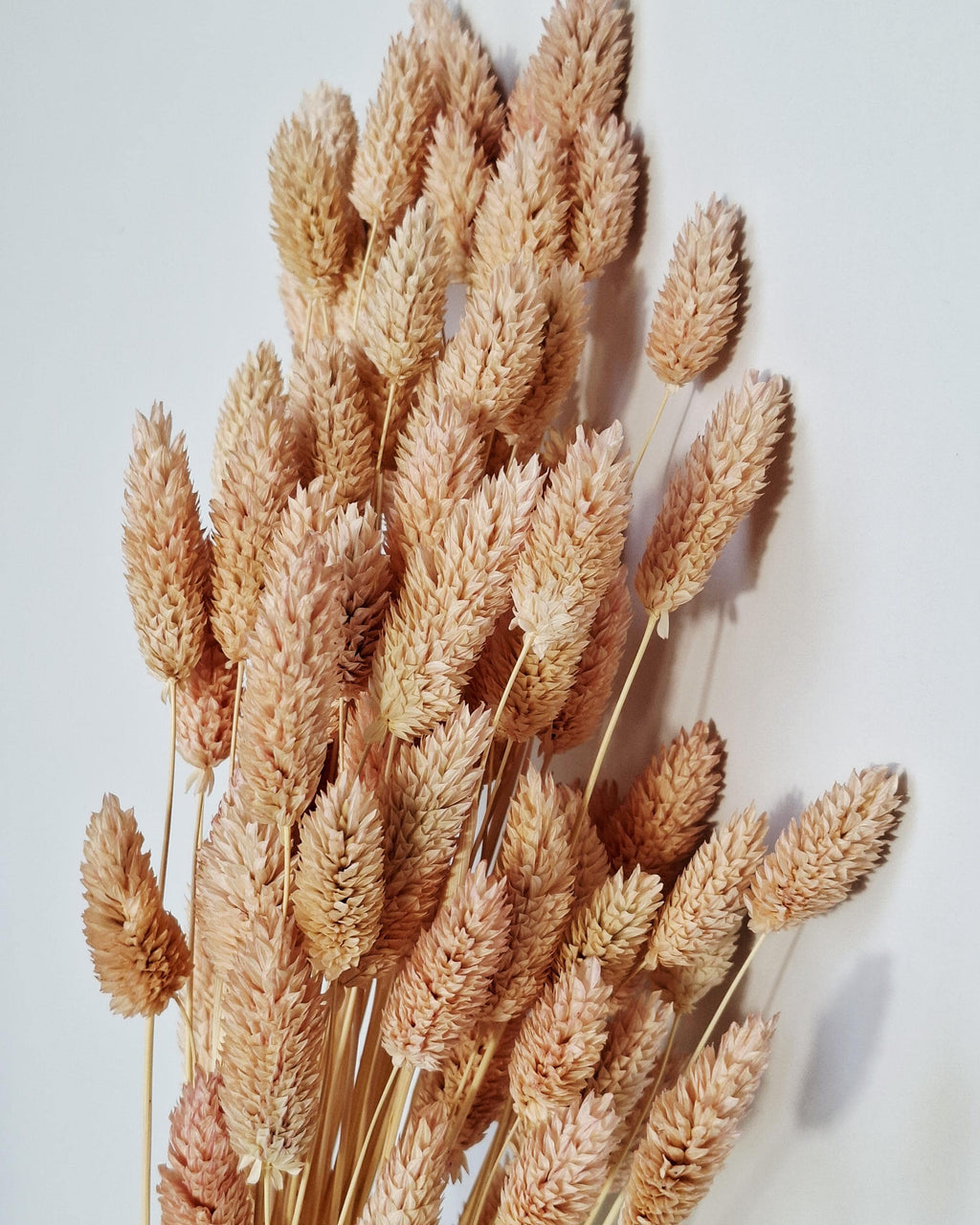 Light Pink Dried Phalaris 55–60 cm — Natural Dried Flowers for Vase, Wedding Decor, Rustic Home