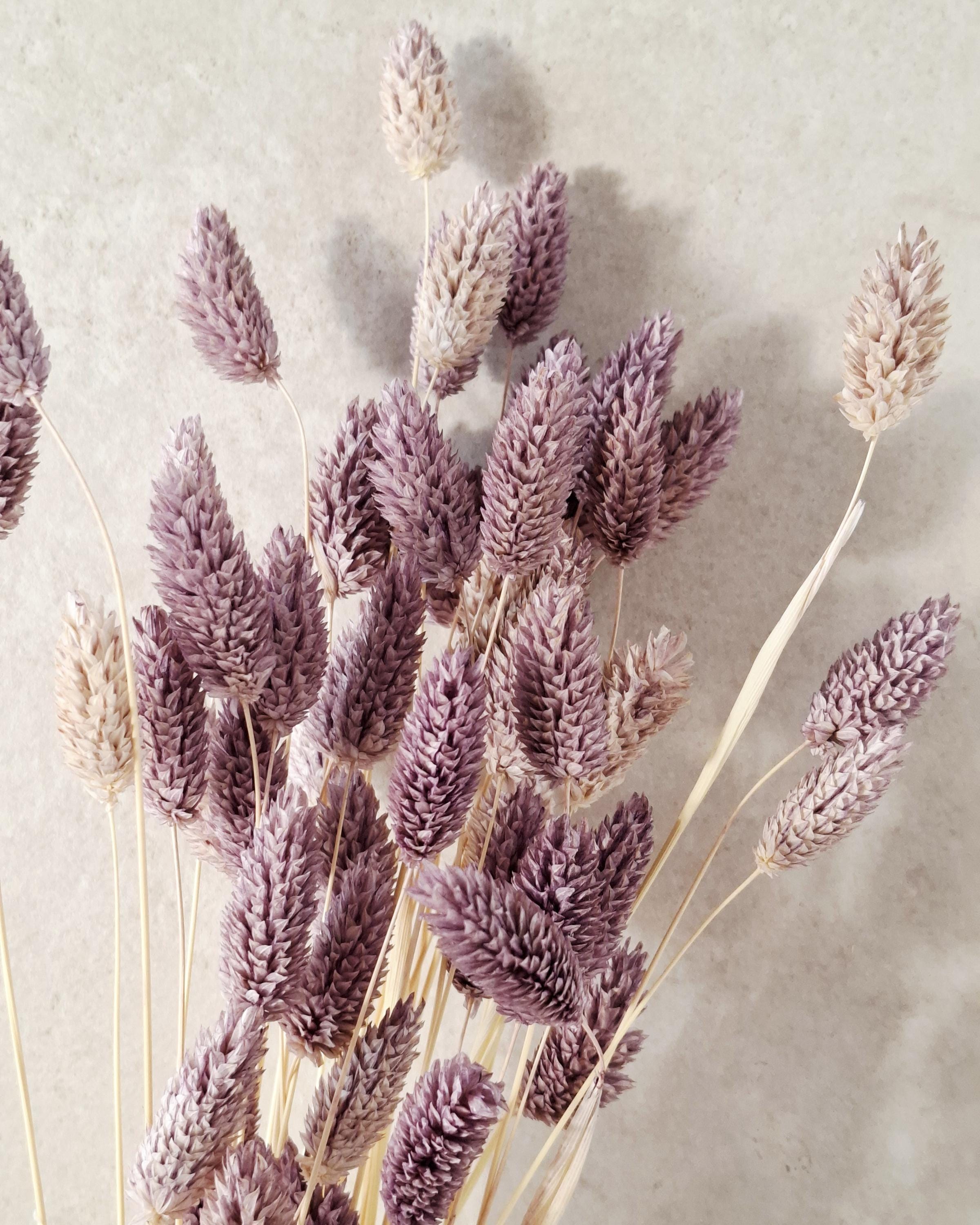 Purple Dried Phalaris Stems, Natural Dried Flowers, Boho Floral Supply, DIY Floral Decor, Minimalist Home Decor, Wedding Florals