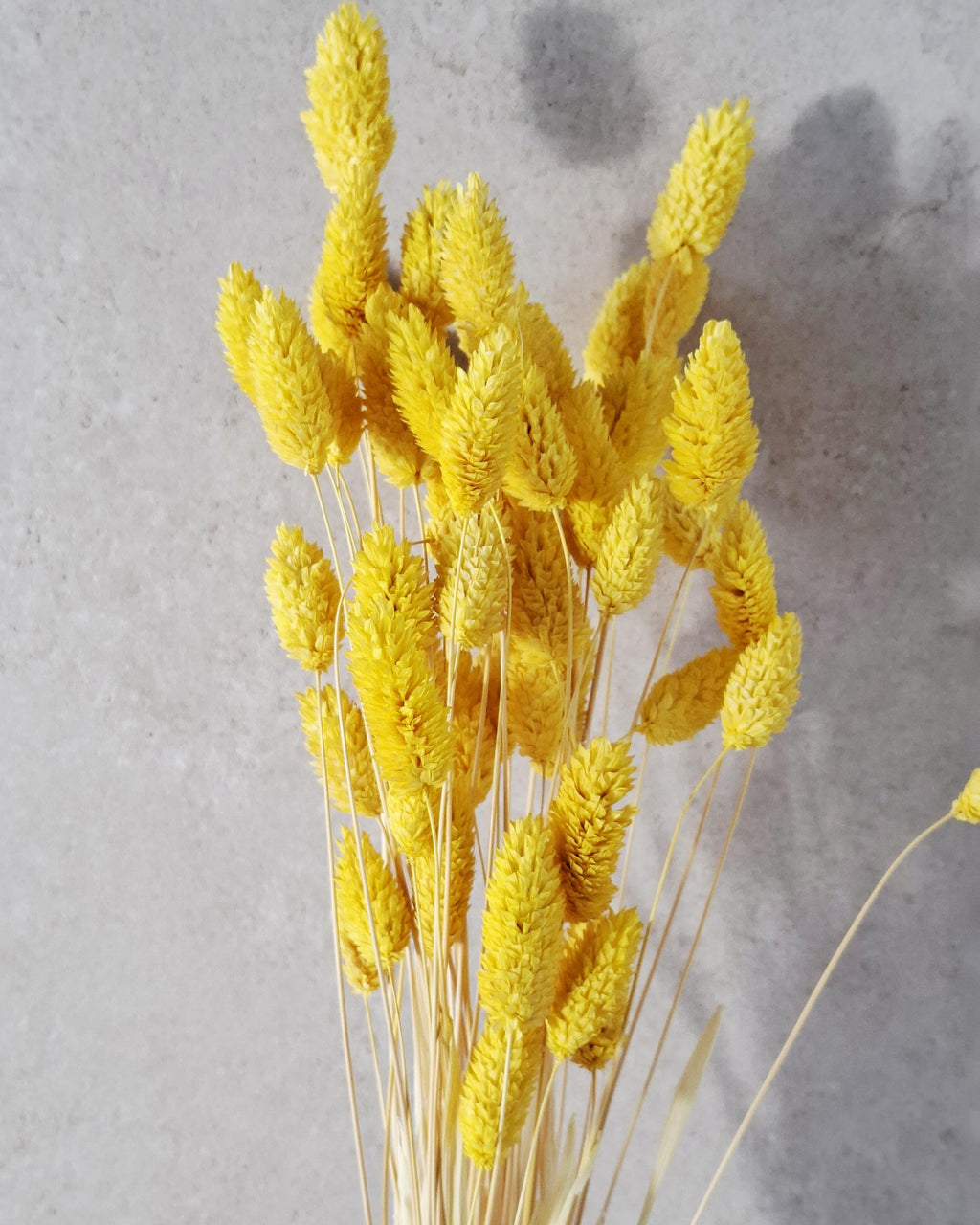 Yellow Phalaris Dried Flowers | Bunny Tail Grass Stems | Boho Home Decor | Natural Floral Arrangement | Vase Styling | Wedding Craft Supply.