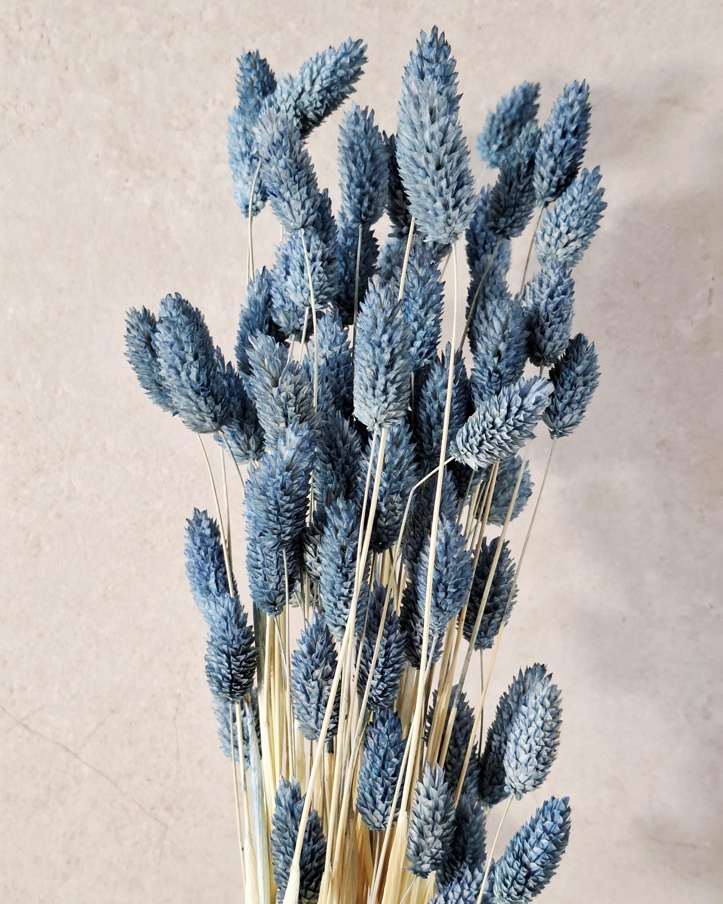 Blue Phalaris Dried Flowers | Dyed Canary Grass Stems | Minimalist Floral Decor | Boho Home Styling | Wedding Craft Supply
