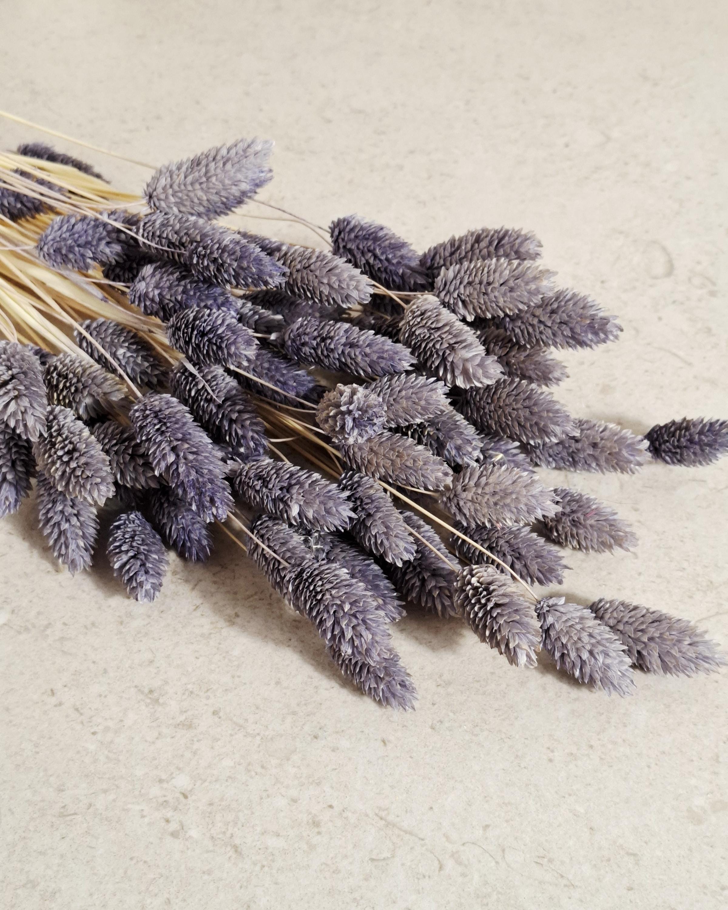 Lavender Dried Phalaris Stems, Preserved Flowers, Natural Dried Grass, Floral Supply, DIY Crafts, Wedding Decor, Home Decor, Boho Decor