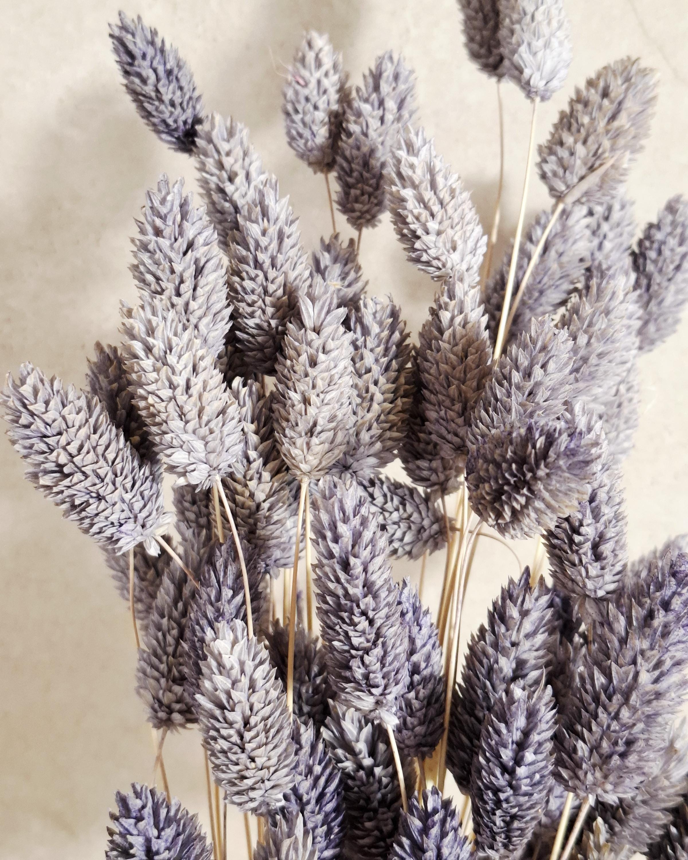 Lavender Dried Phalaris Stems, Preserved Flowers, Natural Dried Grass, Floral Supply, DIY Crafts, Wedding Decor, Home Decor, Boho Decor