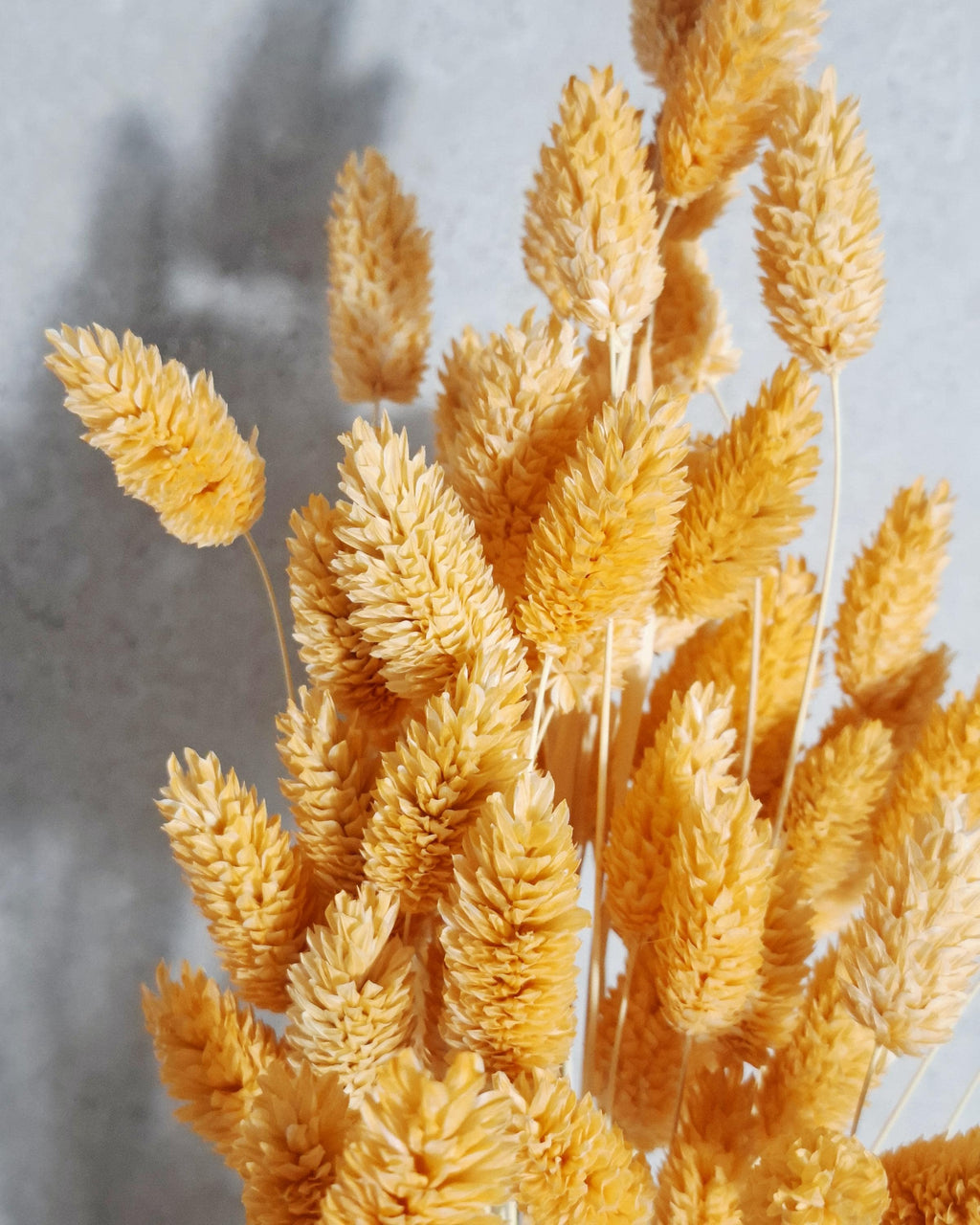 Light Orange Dried Phalaris Stems, Preserved Flowers, Soft Orange Dried Grass, Floral Supply, DIY Crafts, Wedding Decor, Boho Decor