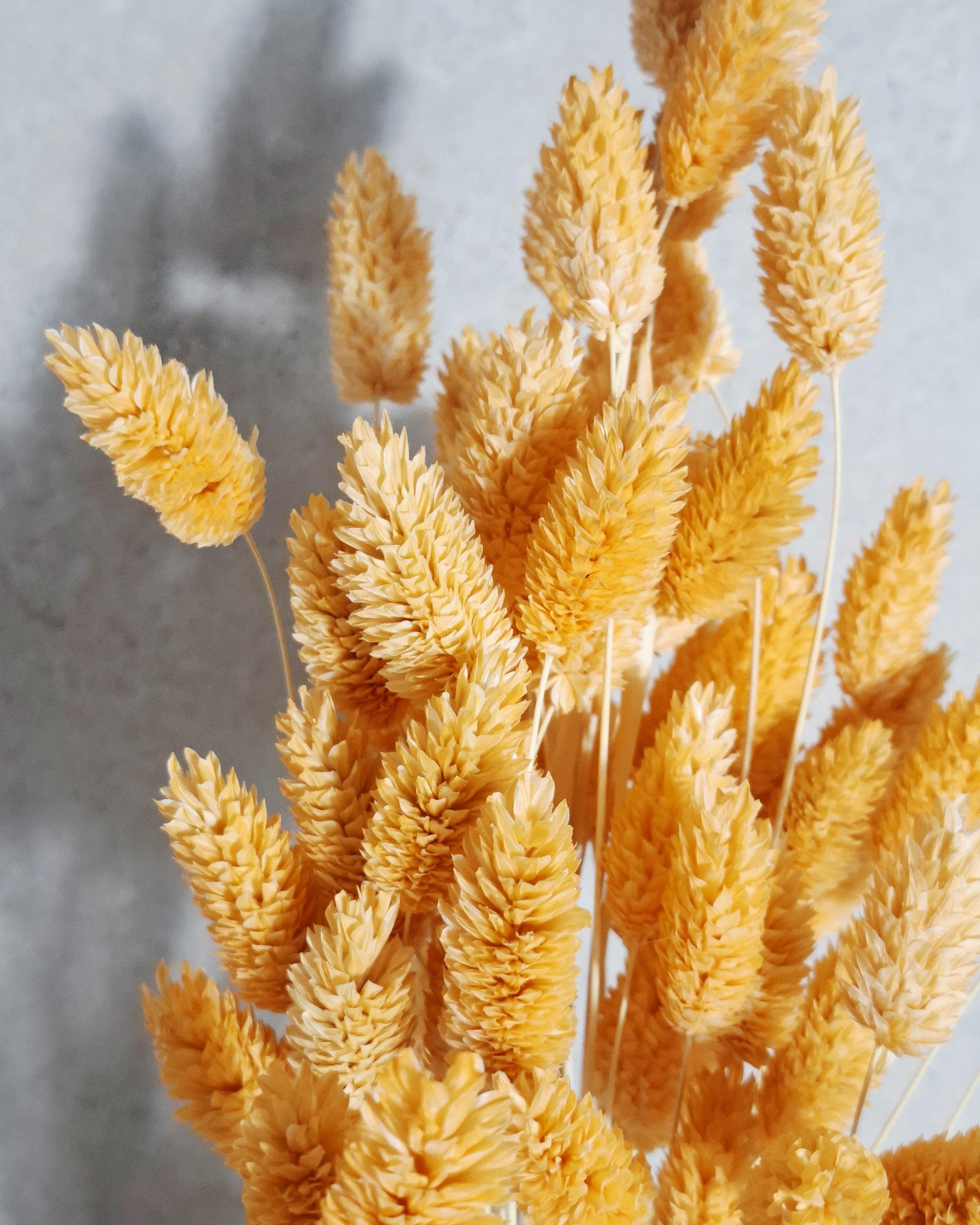Light Orange Dried Phalaris Stems, Preserved Flowers, Soft Orange Dried Grass, Floral Supply, DIY Crafts, Wedding Decor, Boho Decor