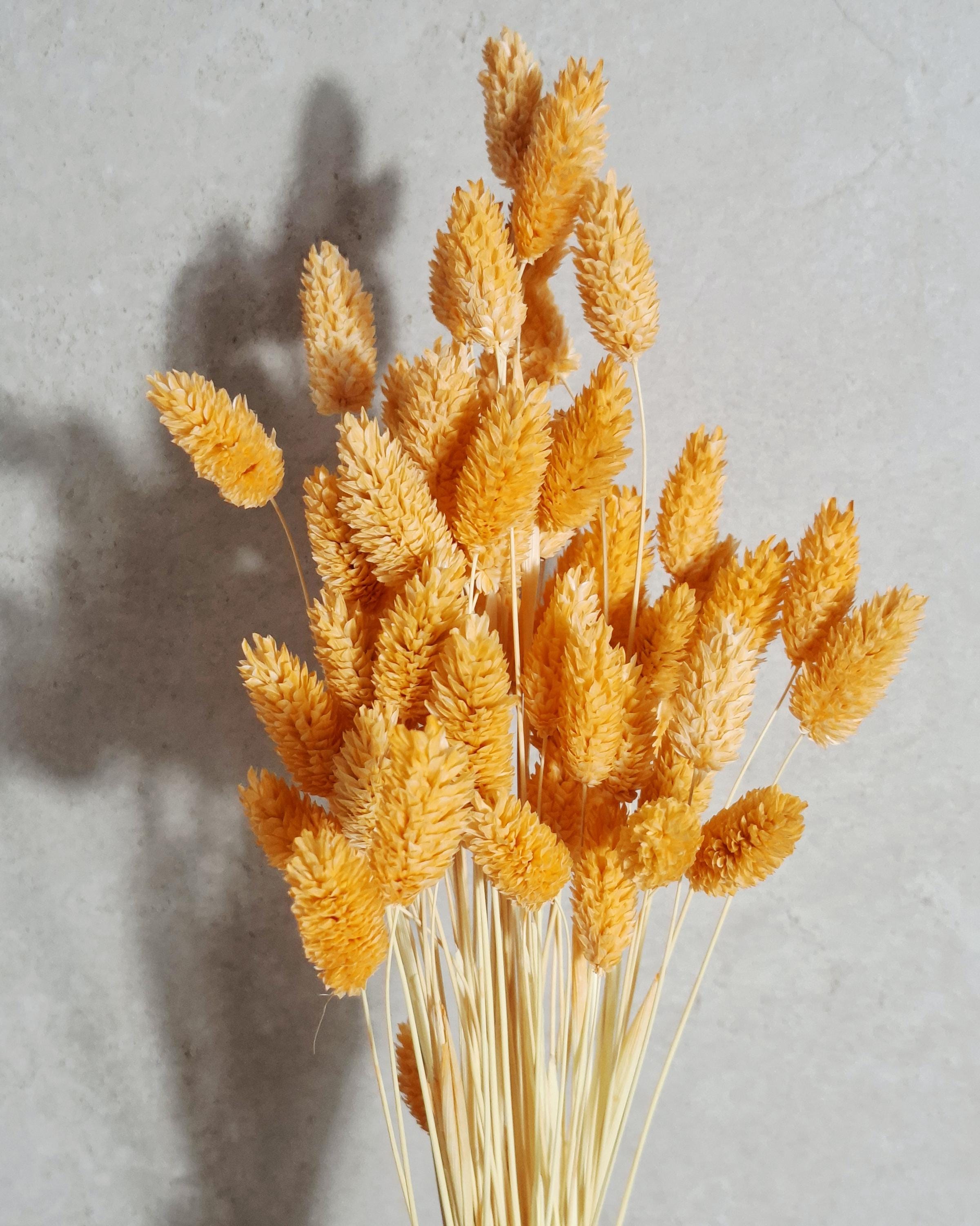 Light Orange Dried Phalaris Stems, Preserved Flowers, Soft Orange Dried Grass, Floral Supply, DIY Crafts, Wedding Decor, Boho Decor