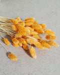 Light Orange Dried Phalaris Stems, Preserved Flowers, Soft Orange Dried Grass, Floral Supply, DIY Crafts, Wedding Decor, Boho Decor