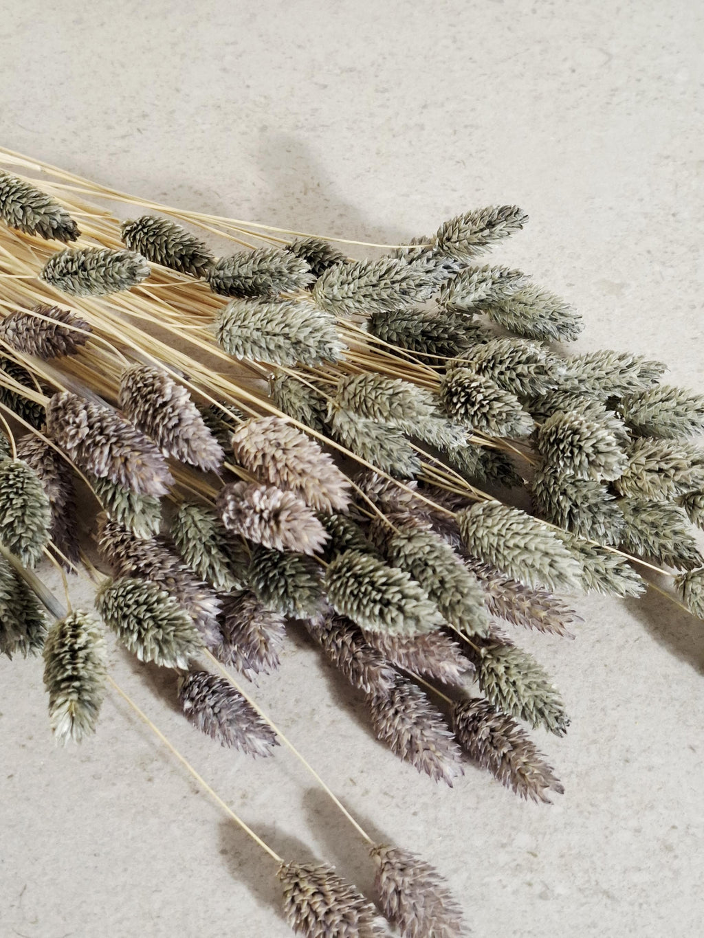 Dried Phalaris | Grey & Dusty Purple | 55–60 cm | Preserved Canary Grass | Boho Home Decor