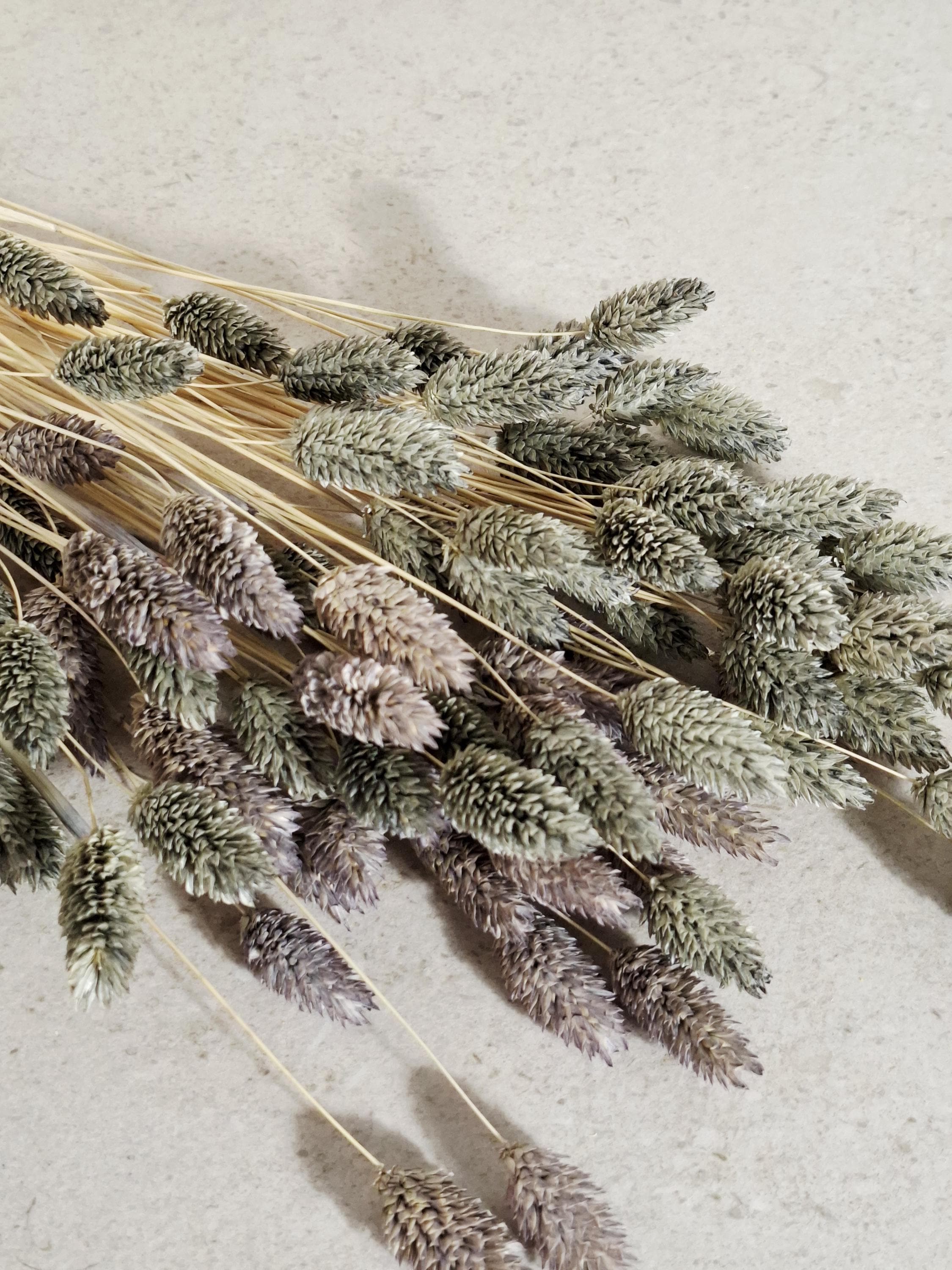 Dried Phalaris | Grey & Dusty Purple | 55–60 cm | Preserved Canary Grass | Boho Home Decor