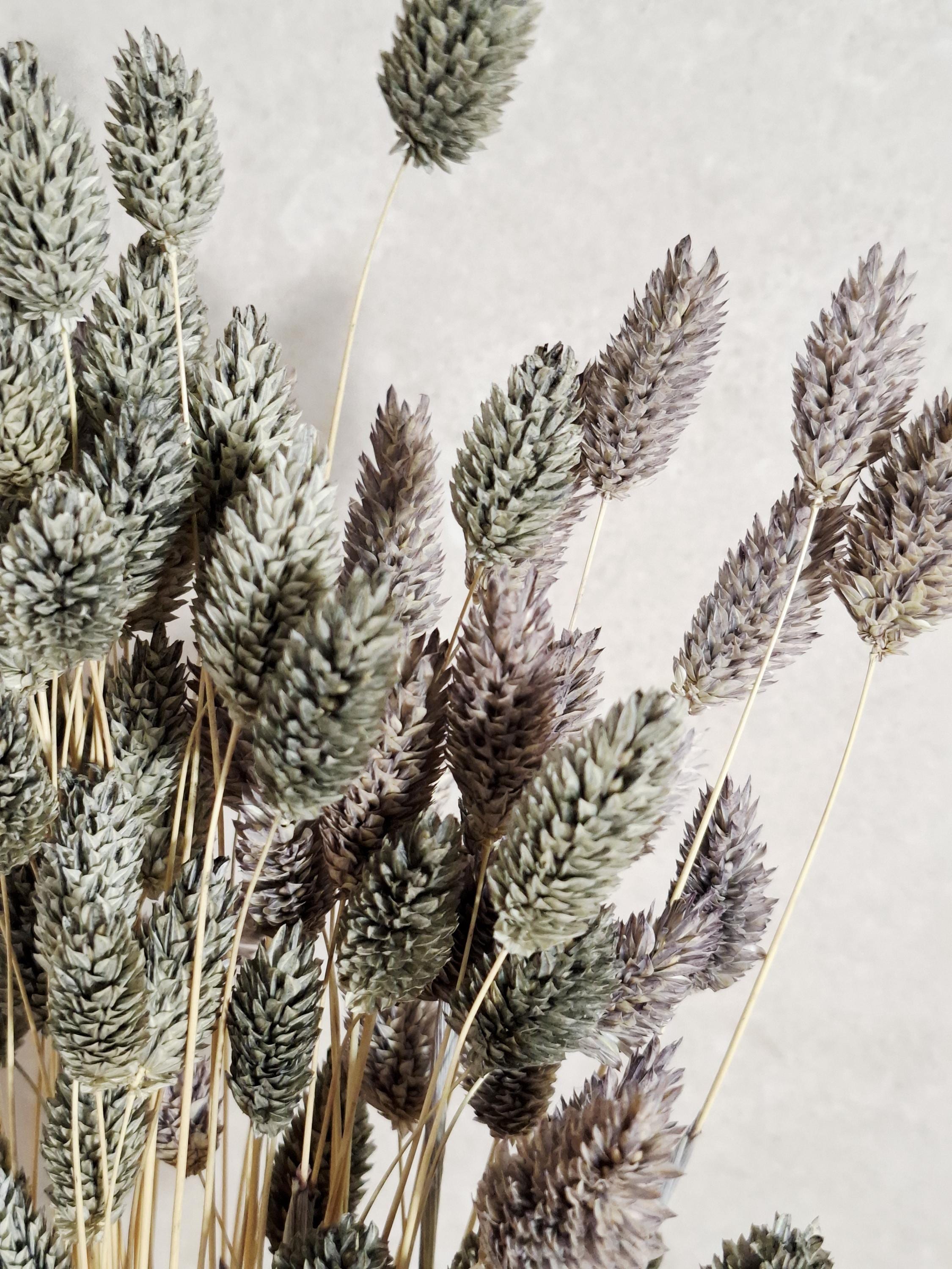 Dried Phalaris | Grey & Dusty Purple | 55–60 cm | Preserved Canary Grass | Boho Home Decor