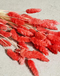 Pink Red Dried Phalaris Stems | Bunny Tail Grass | Coral Dried Flowers | Floral Supply | Boho Decor | Wedding Craft Material