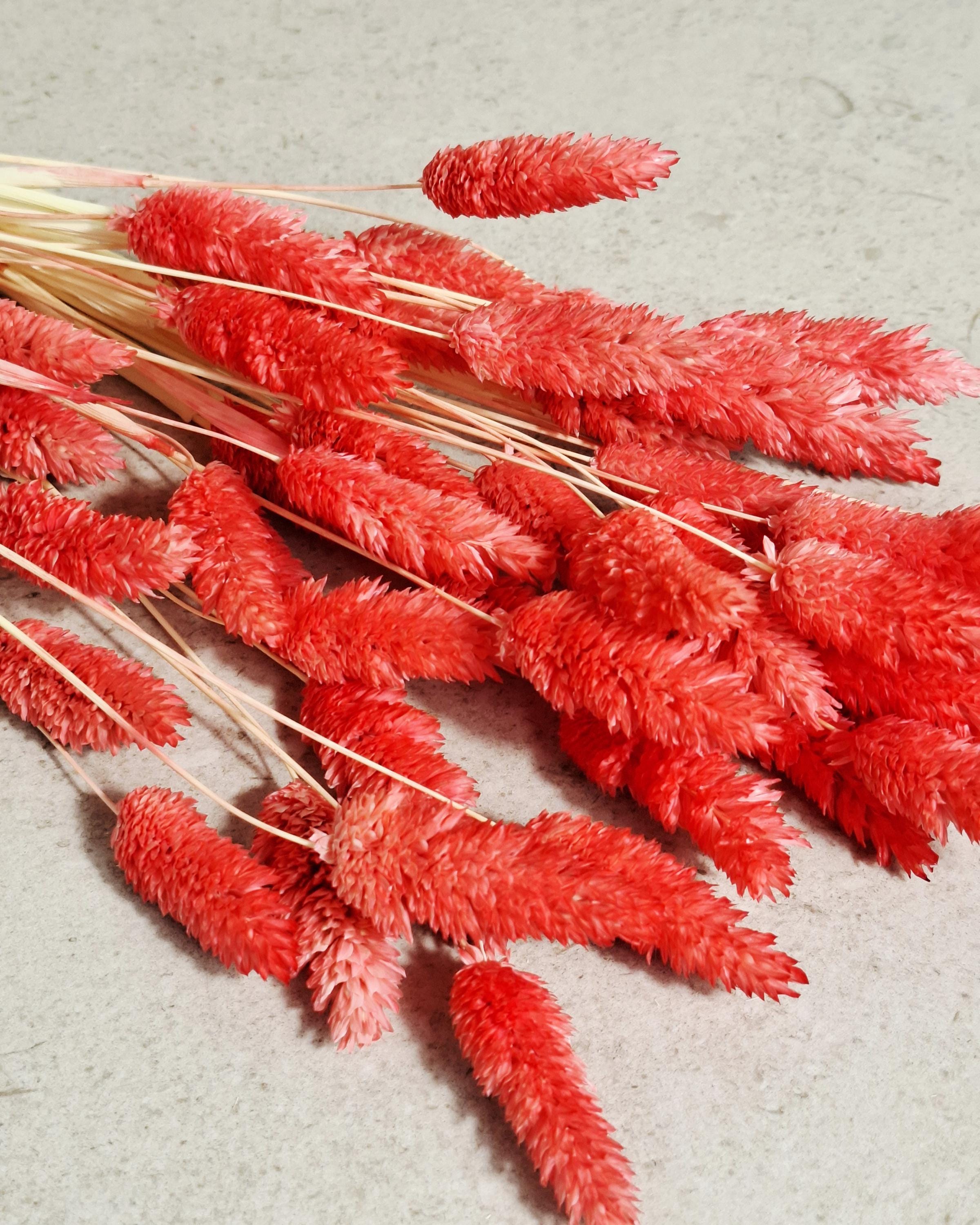 Pink Red Dried Phalaris Stems | Bunny Tail Grass | Coral Dried Flowers | Floral Supply | Boho Decor | Wedding Craft Material