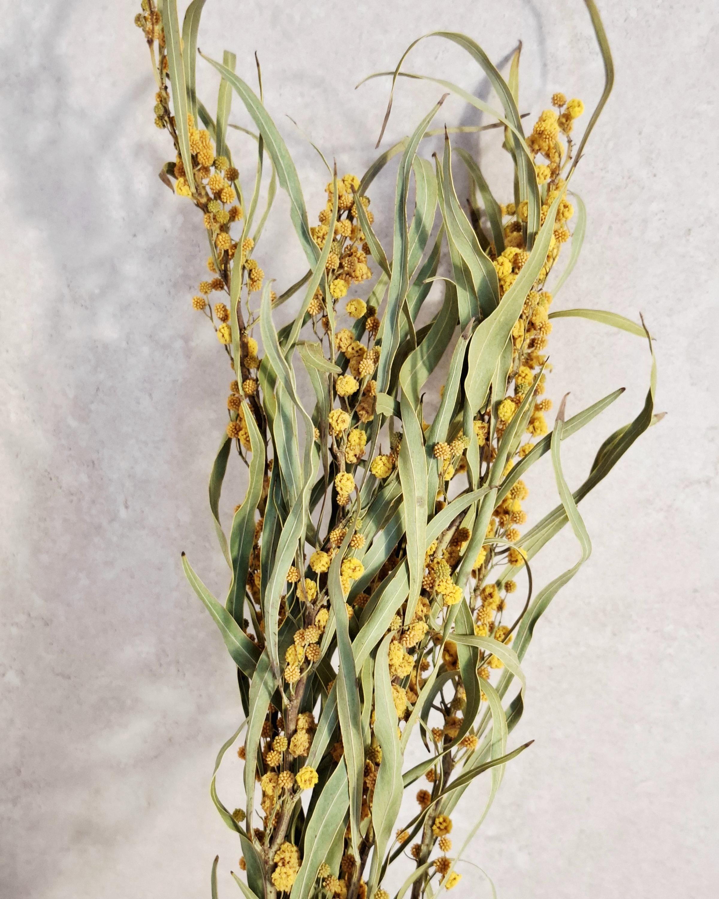Dried Mimosa Flowers | Yellow Natural Bouquet | Boho Home Decor | Rustic Floral Arrangement | Wedding Decor | 5 Stems