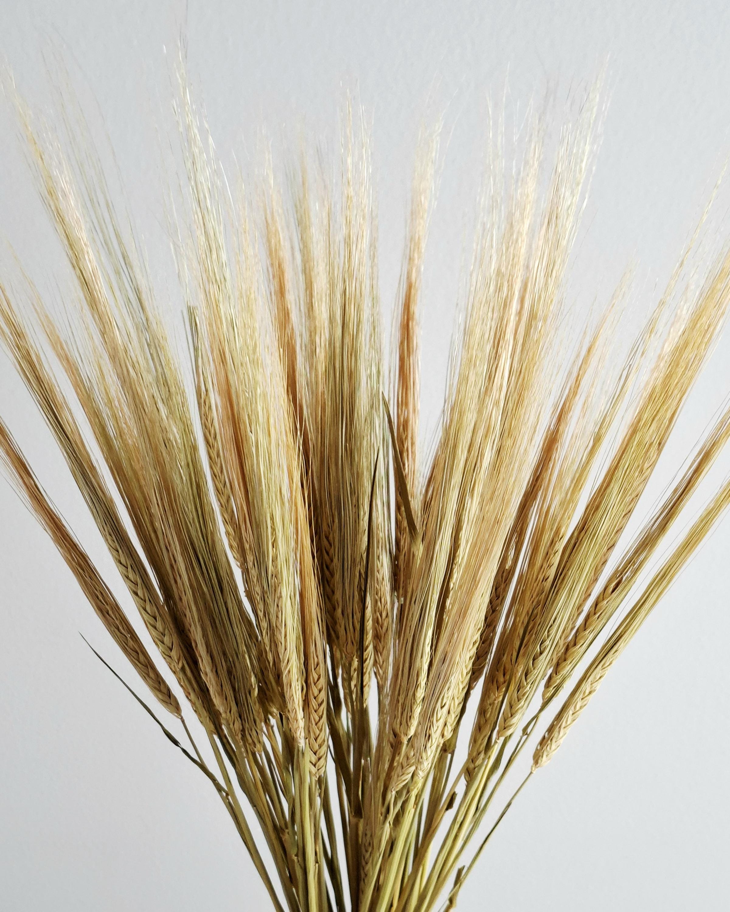 Natural Dried Barley Stems 55–60 cm, Dried Barley Bundle, Rustic Home Decor, Farmhouse Vase Filler, Boho Wedding Decor