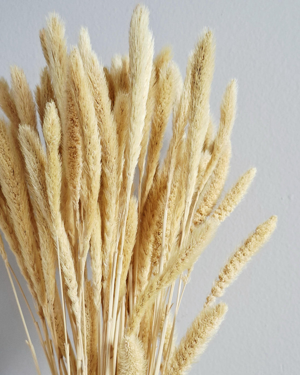 Natural Dried Setaria Grass Stems 50–55 cm | Beige Bunny Tail Grass | Boho Floral Supply for Crafts, Arrangements & Decor