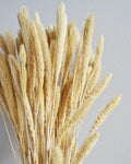 Natural Dried Setaria Grass Stems 50–55 cm | Beige Bunny Tail Grass | Boho Floral Supply for Crafts, Arrangements & Decor