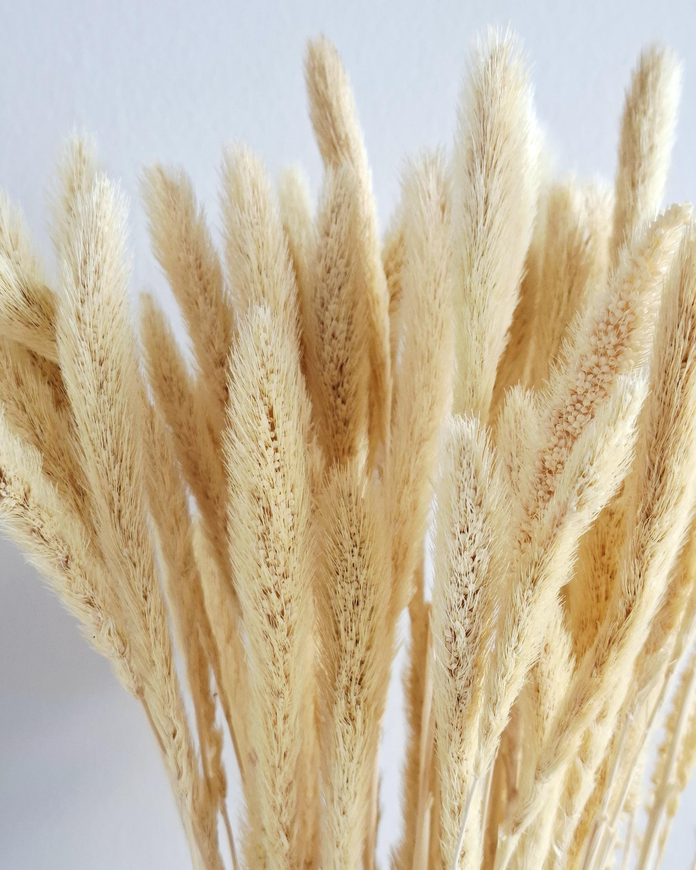 Natural Dried Setaria Grass Stems 50–55 cm | Beige Bunny Tail Grass | Boho Floral Supply for Crafts, Arrangements & Decor